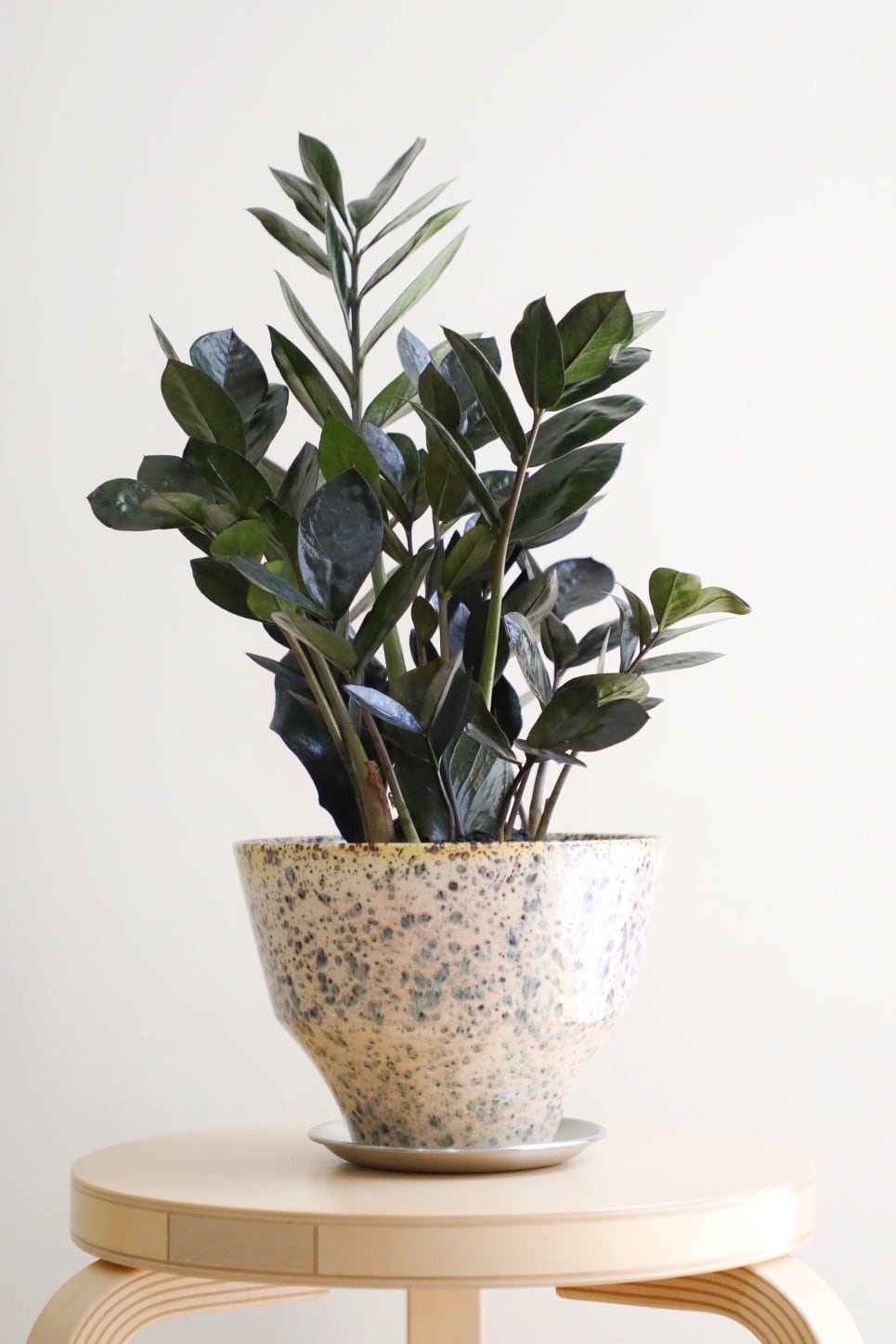 M】ザミオクルカス レイヴン/Zamioculcas zamifolia Raven | 【厳選