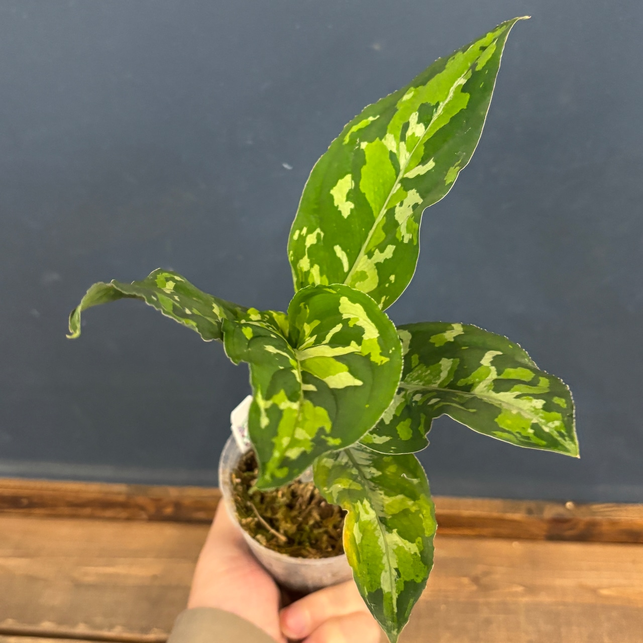 アグラオネマ ピクタム トリカラー ワイド【384】