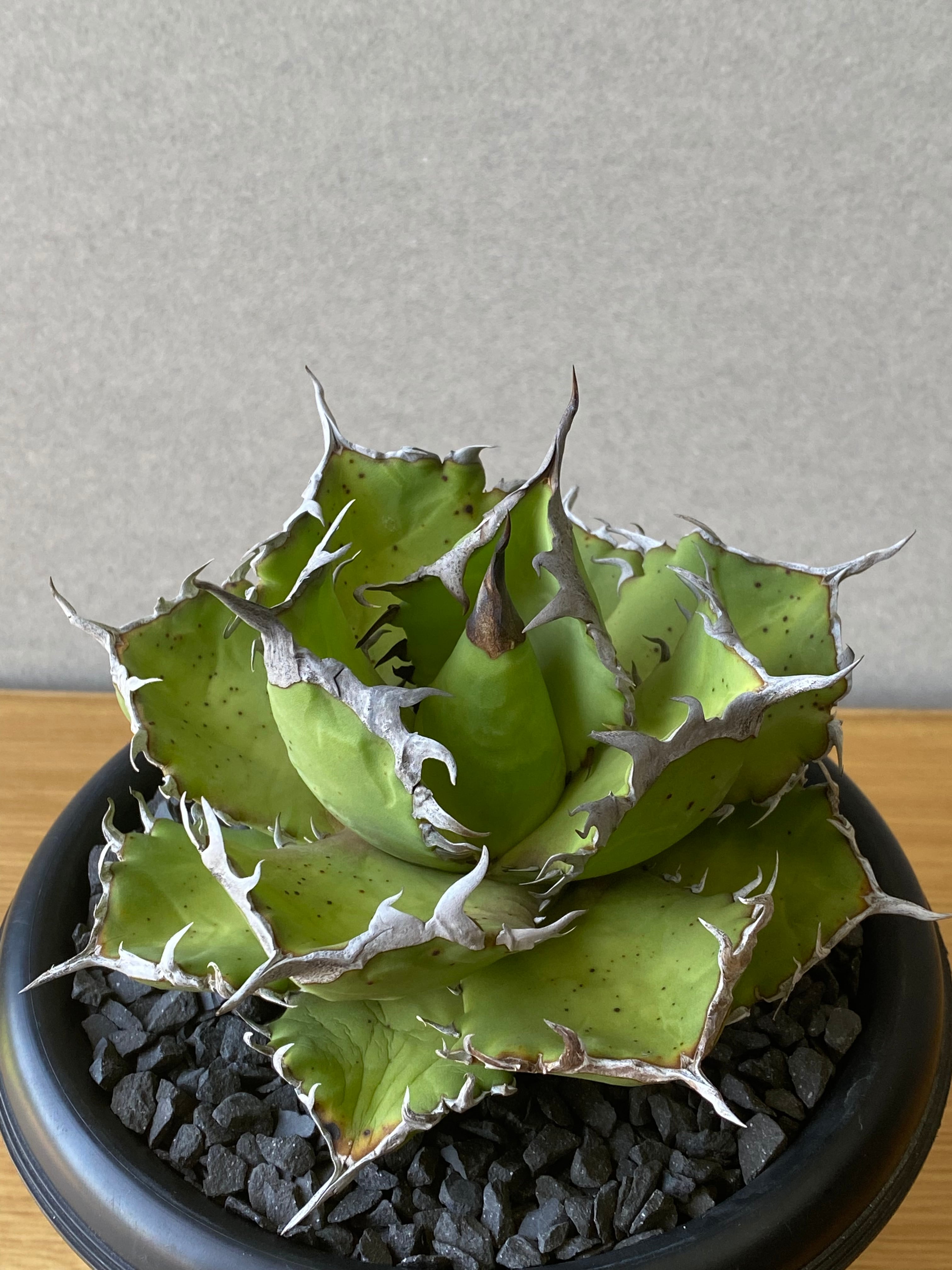 agave titanota 大鋼牙 白排刺 大株 | GARAGE