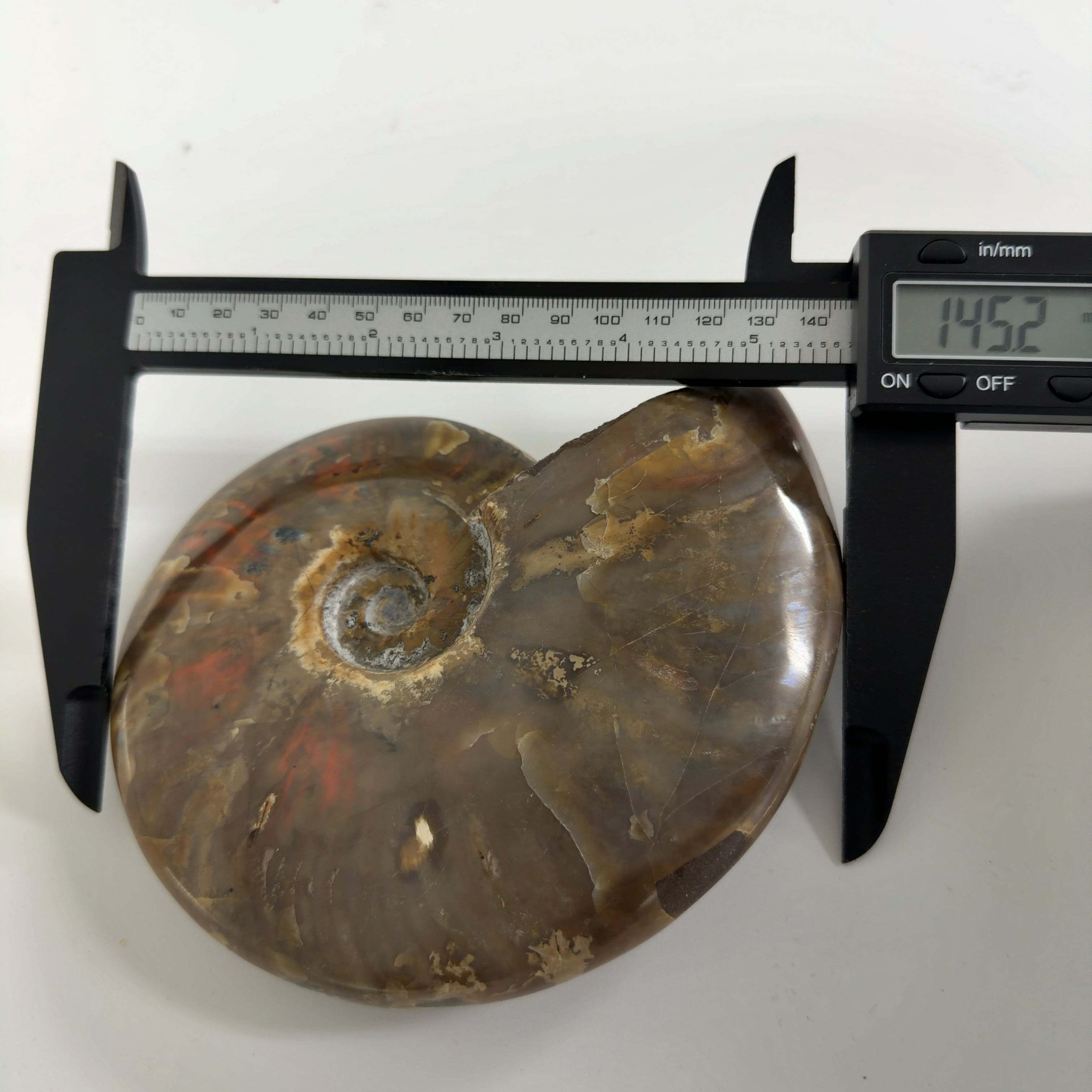 アンモナイトの化石 556-F】アンモナイトの化石 （中）サイズ約2.4cm/ジュラ紀/約1億5千