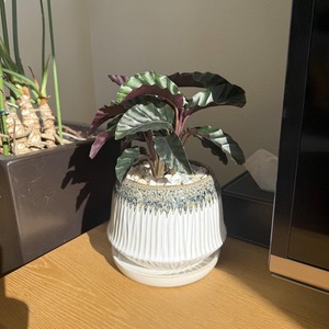 カラテア・ベルベットグローリー