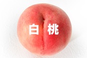 【白桃種】白桃【約2kg(5〜7玉)8月上旬〜中旬】