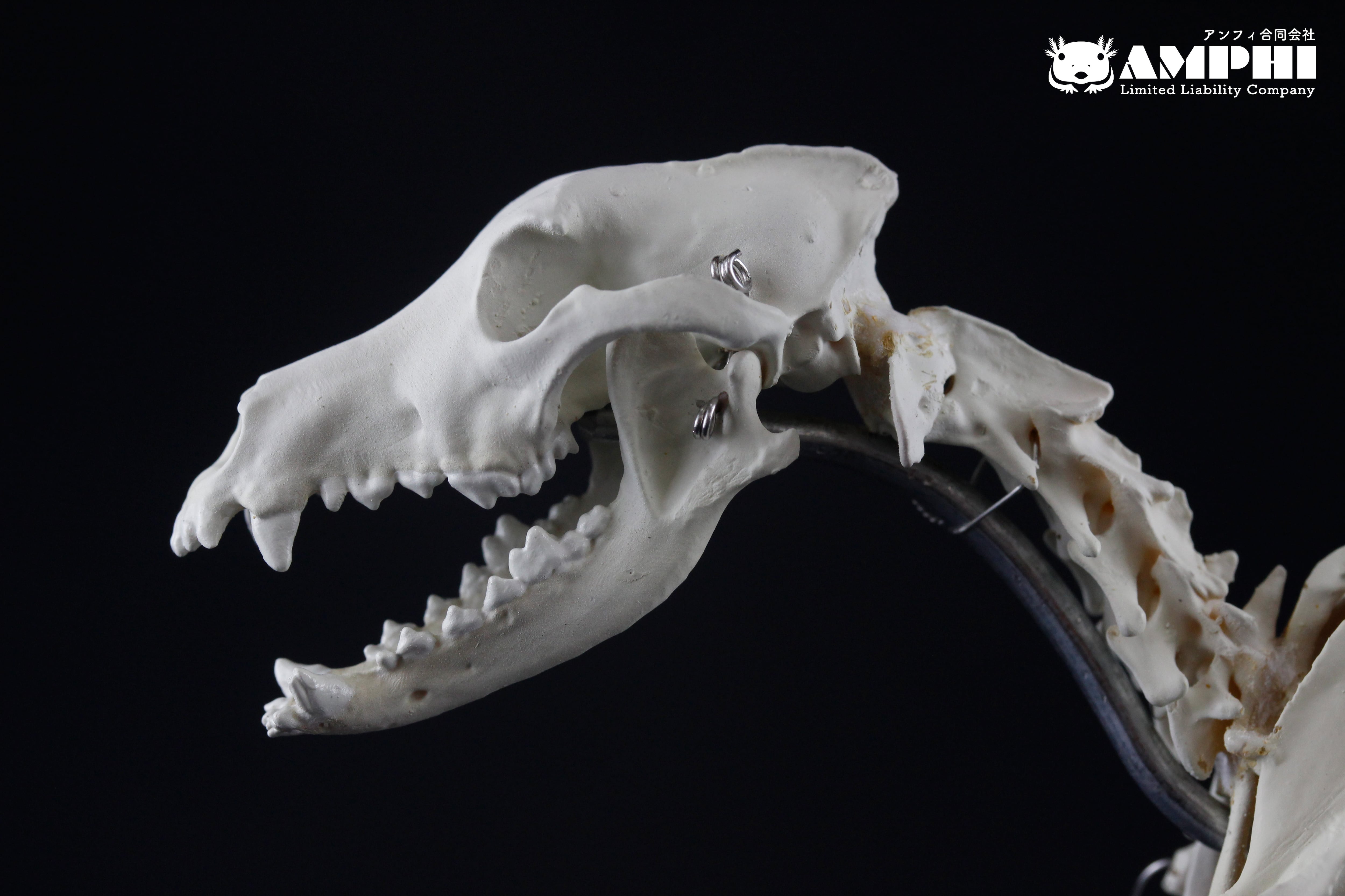 肩甲骨も含め可動式】イヌ（Canis lupus familiaris） 縮小全身骨格