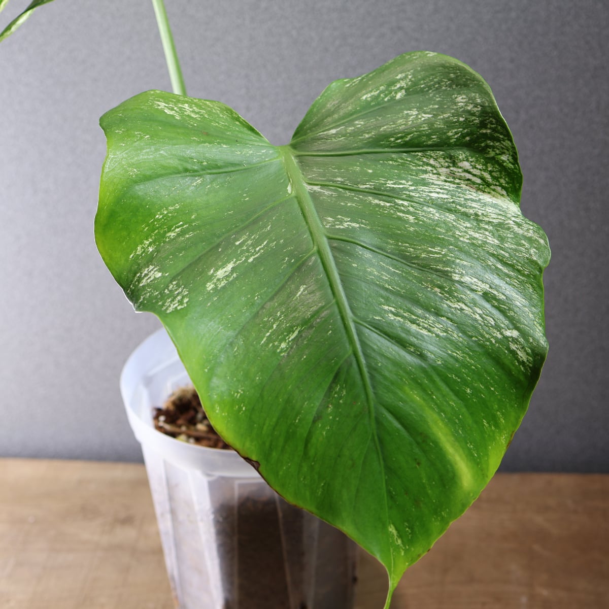 536『モンステラ デビルモンスター』観葉植物【送料無料】 | MARX