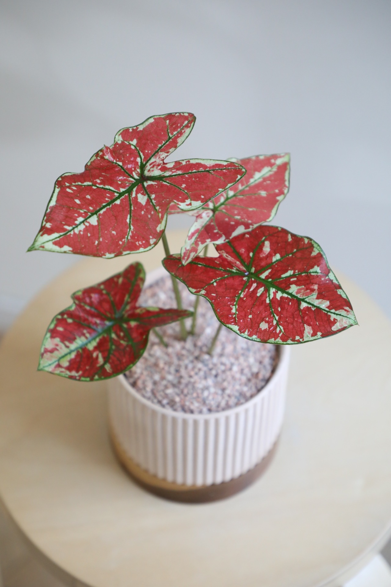 【S】カラジウム ファイヤーフェニックス/Caladium