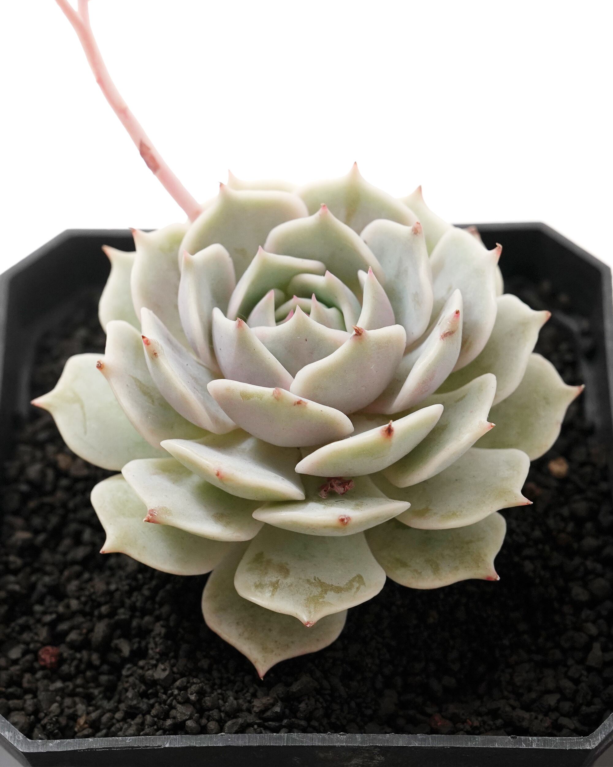Top【選抜株】多肉植物 18842ウィッチ 24個 鉢無し/脱土 【公式通販】