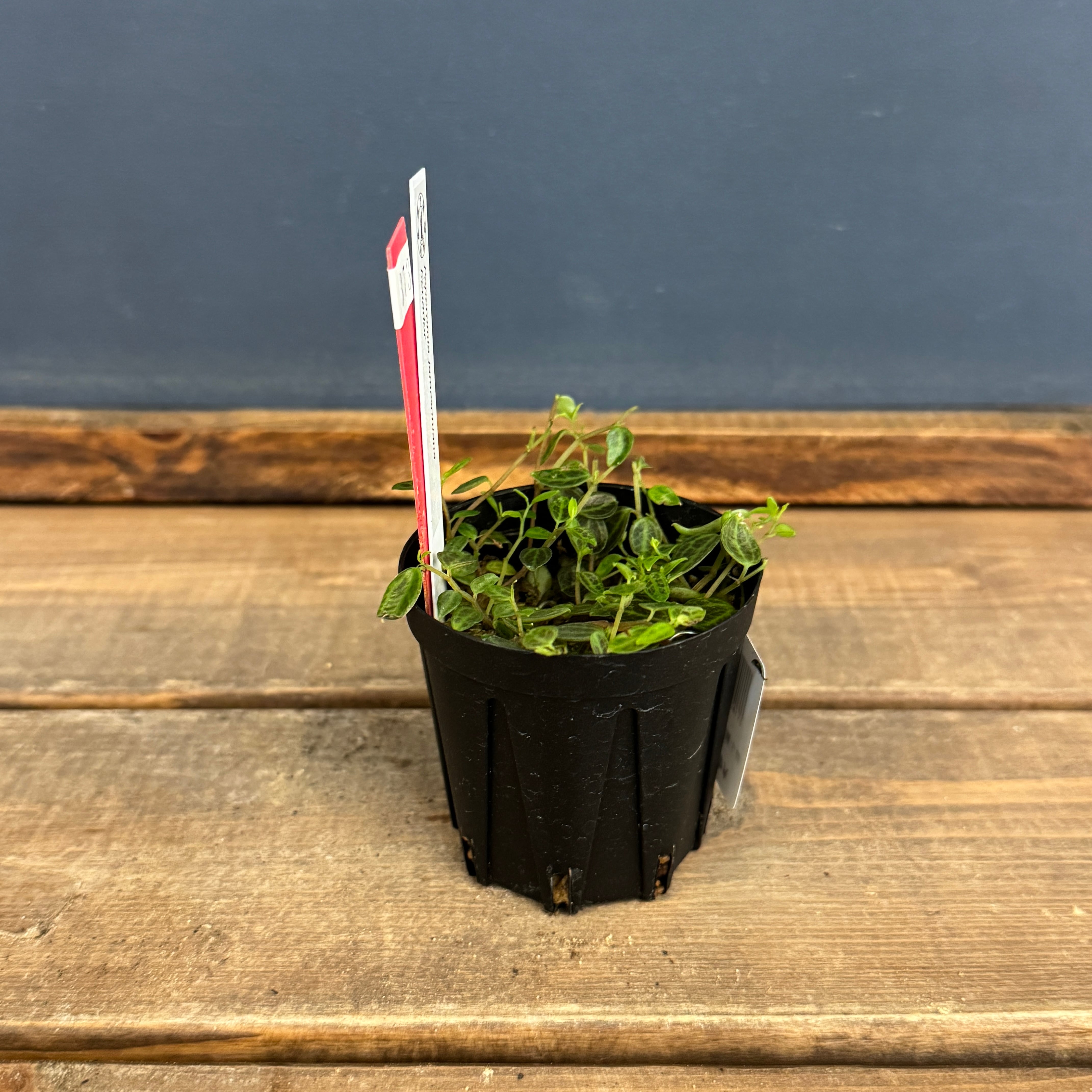 クリアランス】ペペロミア jamesoniana Ecuador【373】 | PROTOLEAF