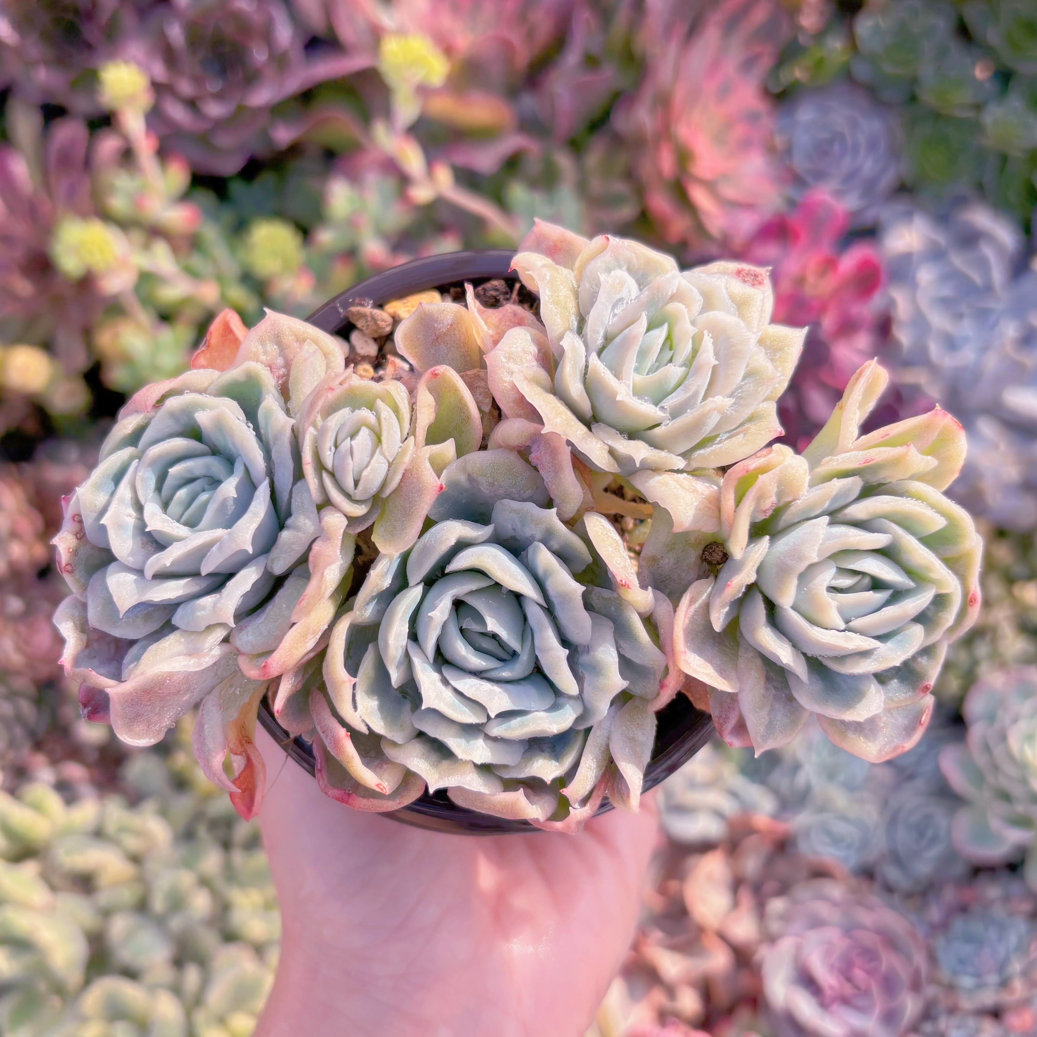 現品　bubble skirt#M097 　群生　るる農園