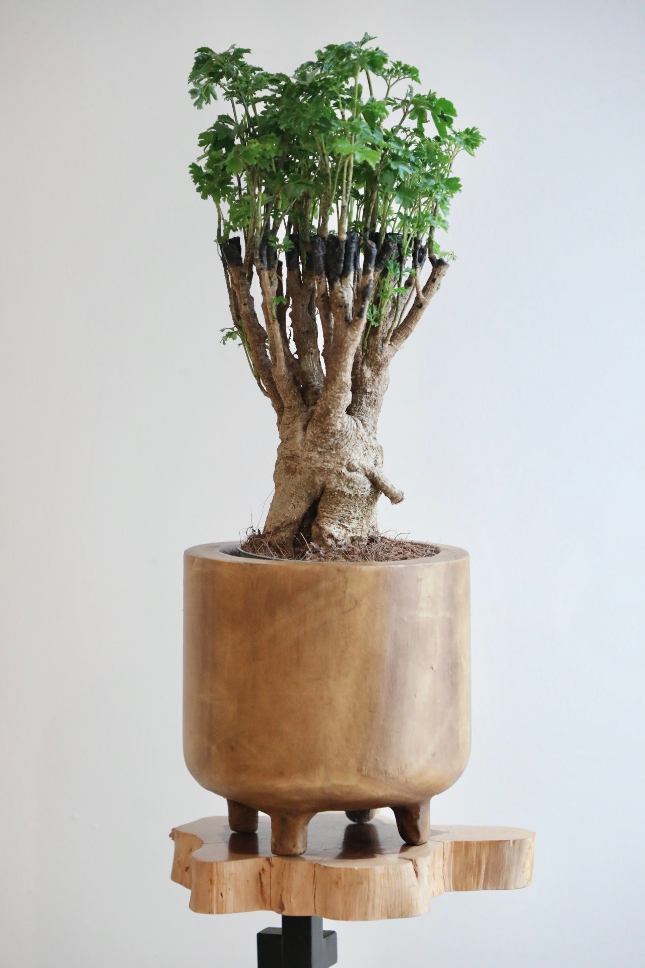 【M】ポリシャス パーセリー/Policious Parsley　※ウッドポットカバー付き