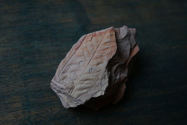 ポーランド産シダ植物化石 Lonchopteris bauri 1635