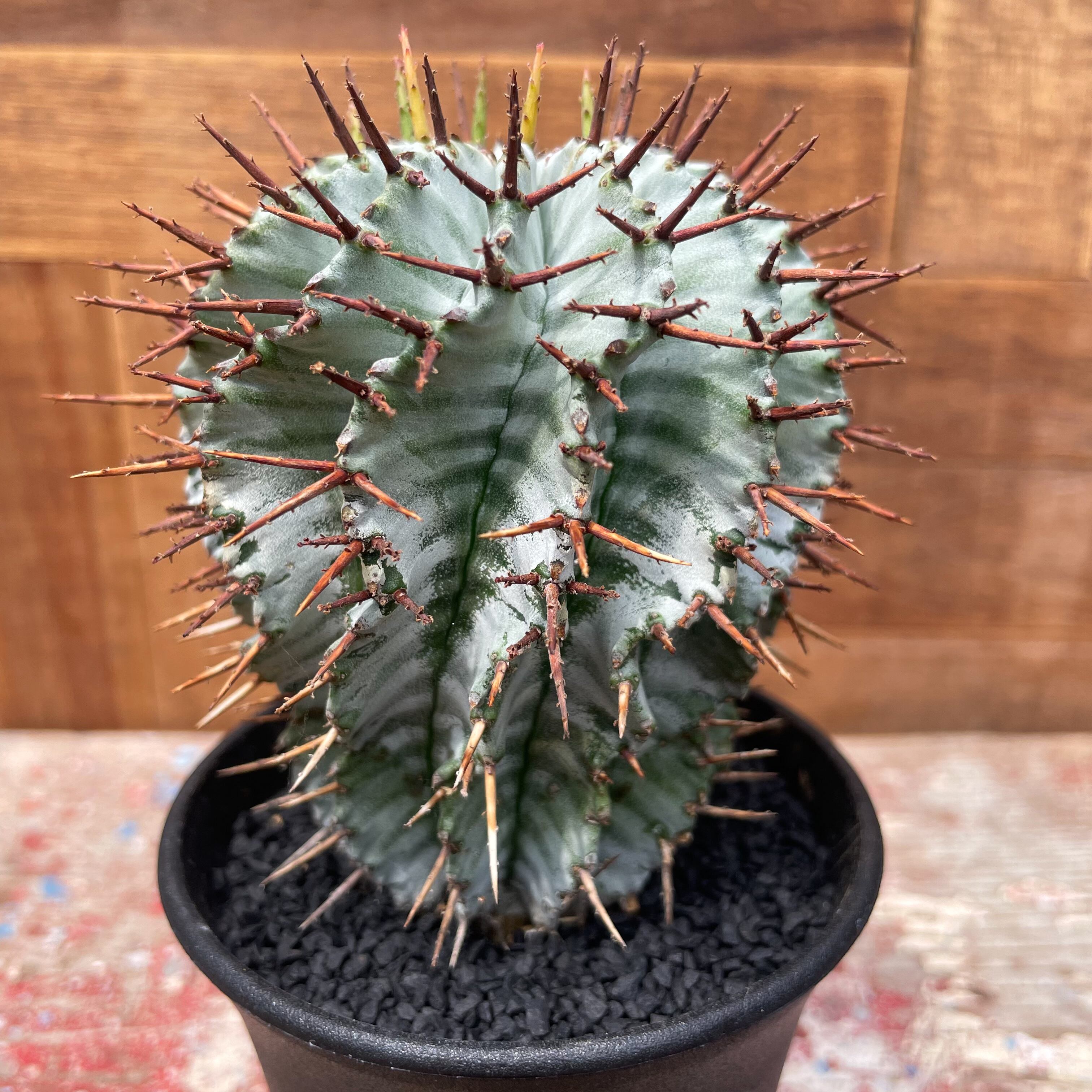 美株 ユーフォルビア ホリダ 刺無ホリダ Euphorbia horrida