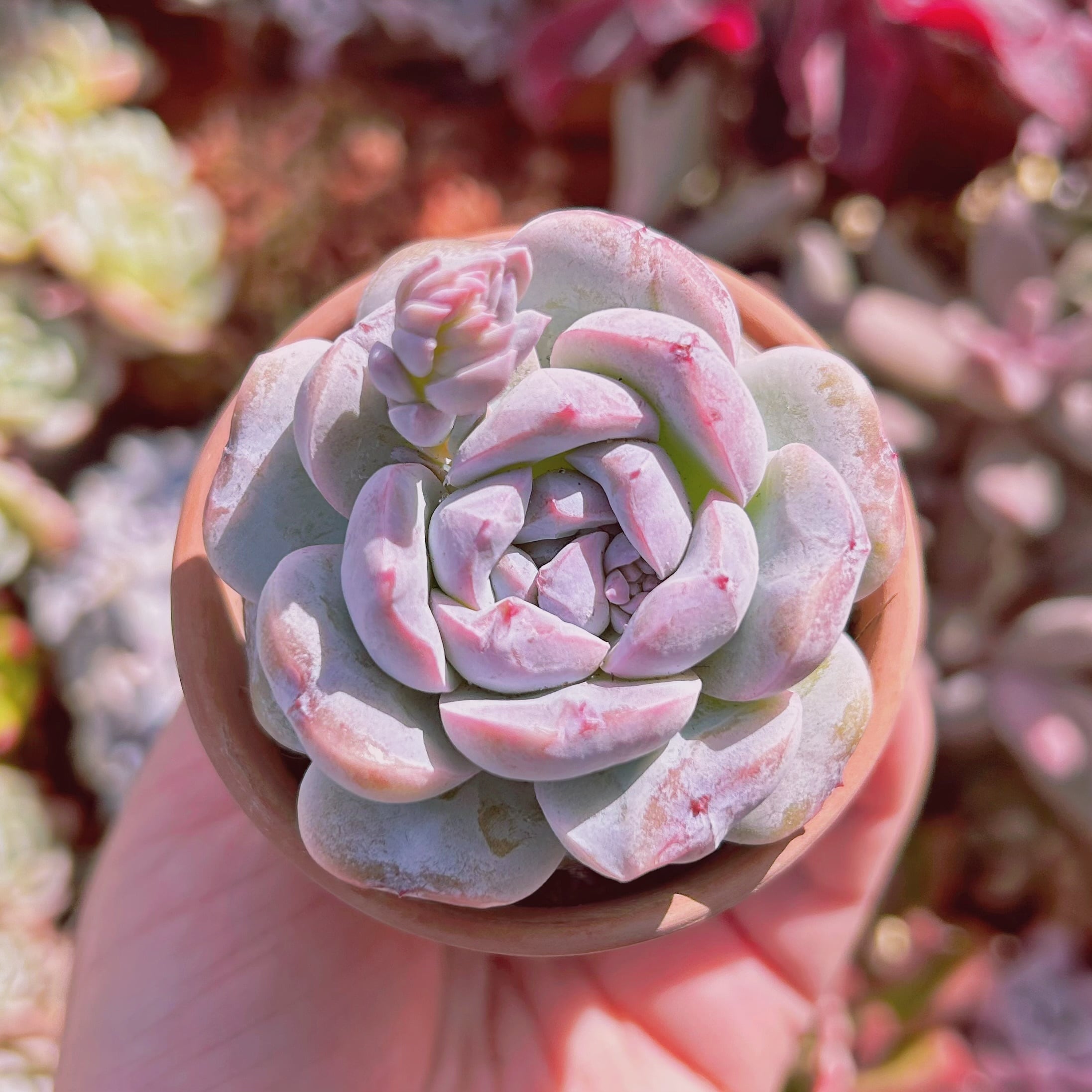 エケベリア24個 1210-D190 ダスクスノー 多肉植物 カット苗 寄植え