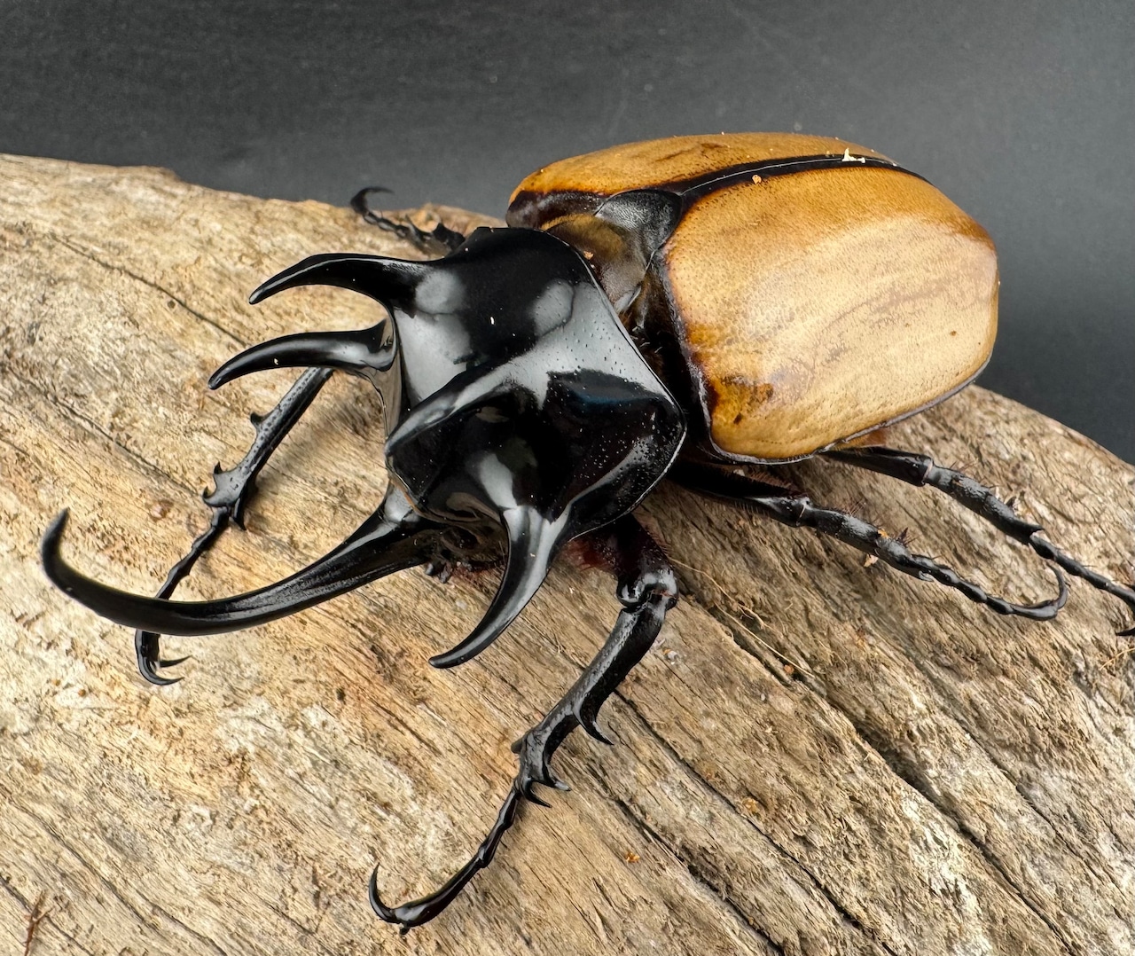 【WD】《ゴホンツノカブト原名亜種 ラオス産 75mm ペア》