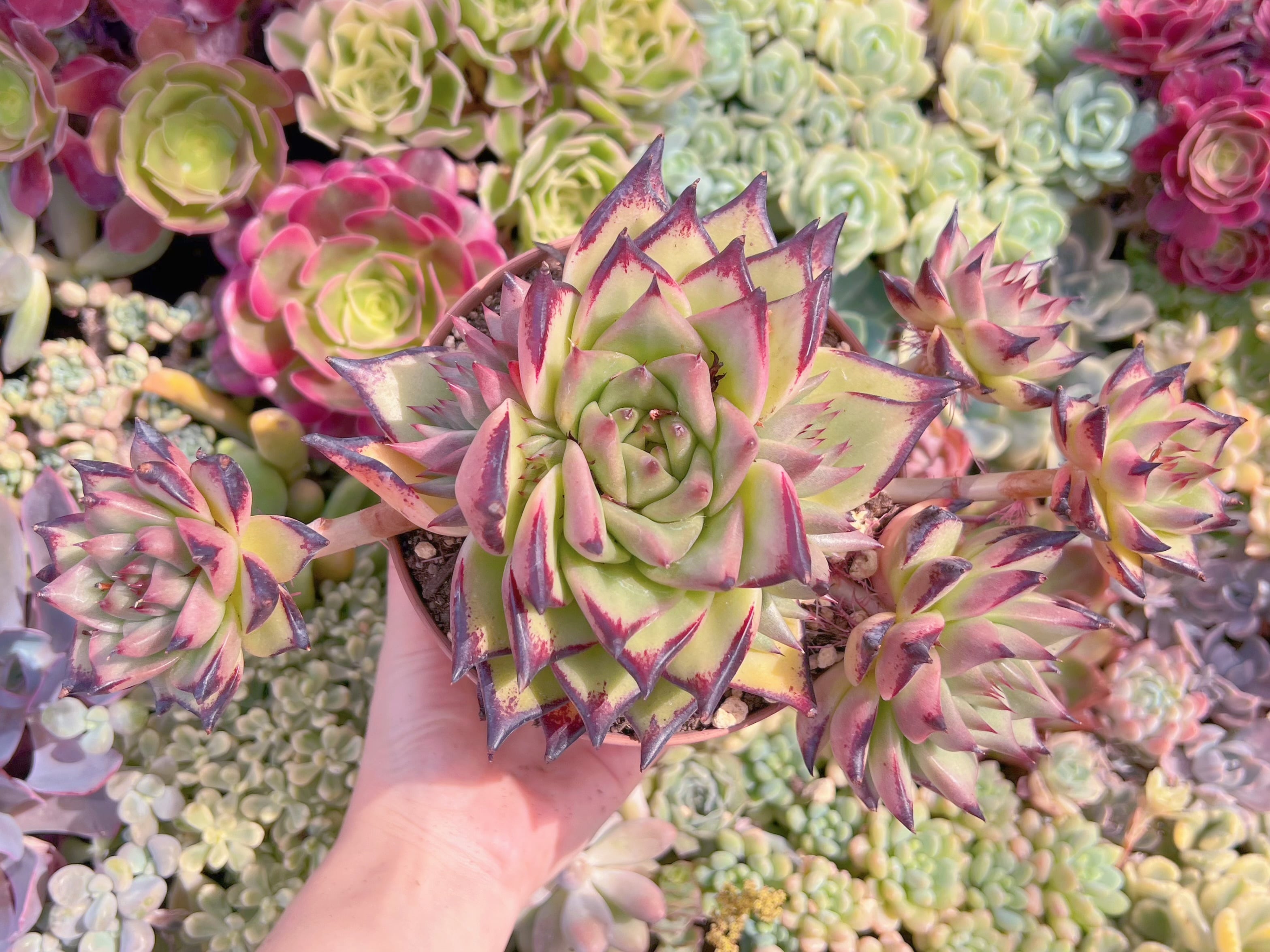 現品　モナ・リザ#264　特大群生　るる農園