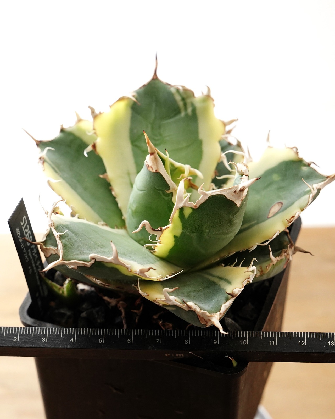 抜き苗 アガベ チタノタ 白鯨錦 長期養生苗 Agave titanota 'Hakugei Nishiki'