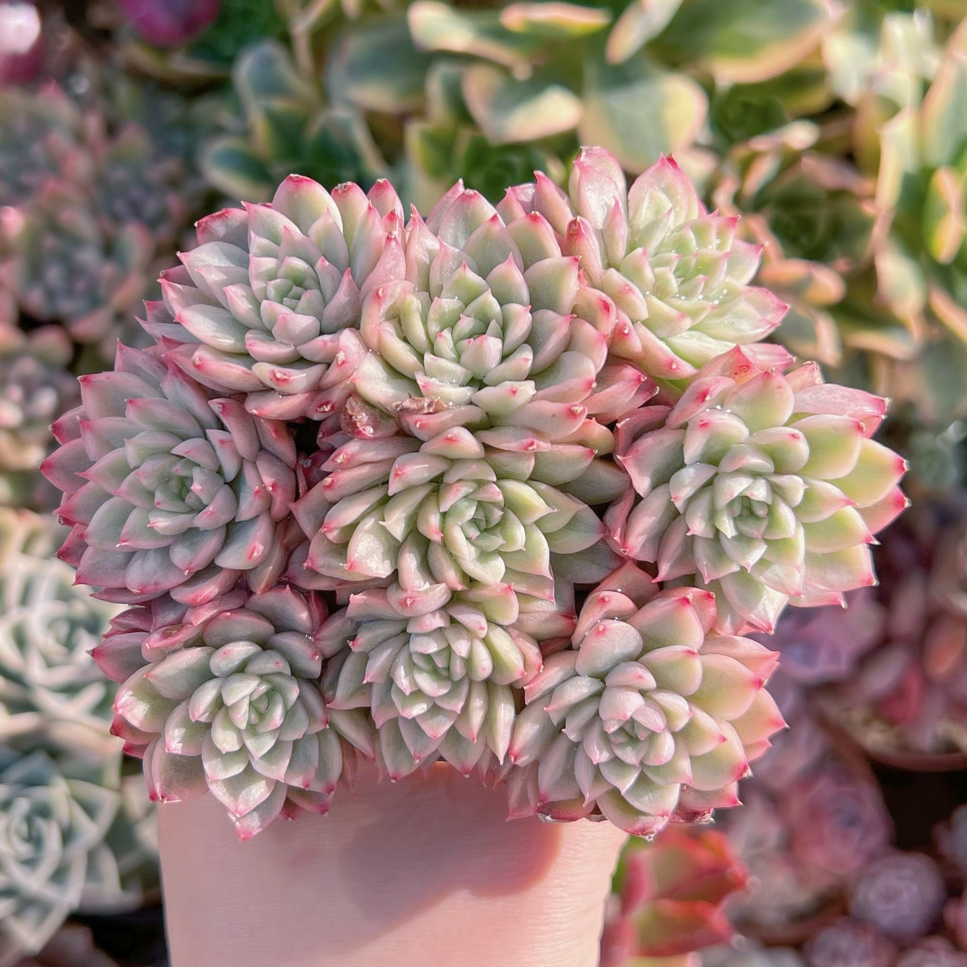 現品　Maibina#1136　新入荷　群生　るる農園