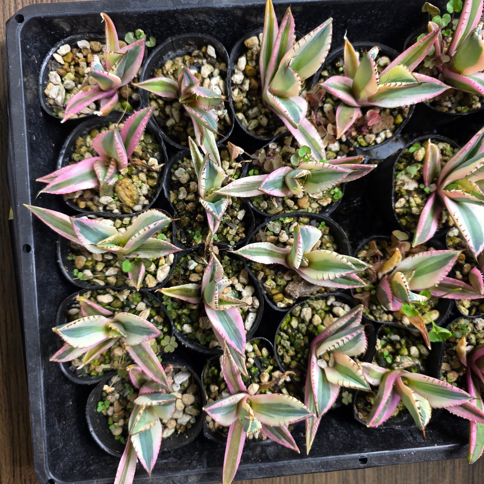 アガベ チタノタ 'スナグルトゥース'（Agave titanota 'Snaggle Tooth
