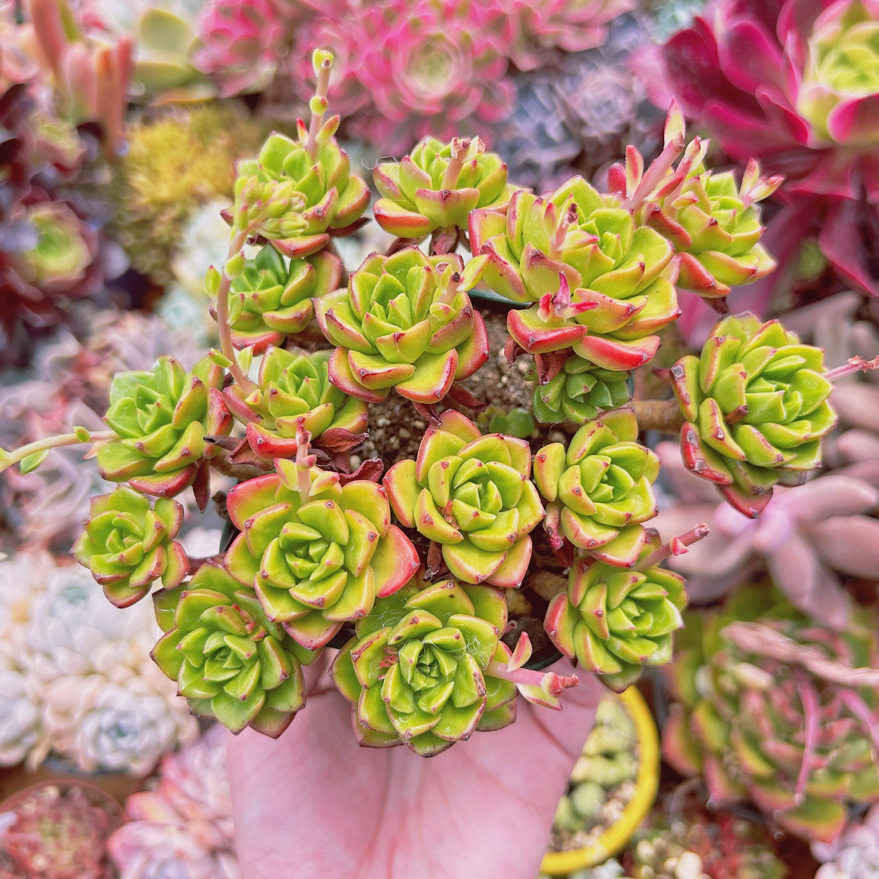 #900現物　多肉植物　レティジア　特大