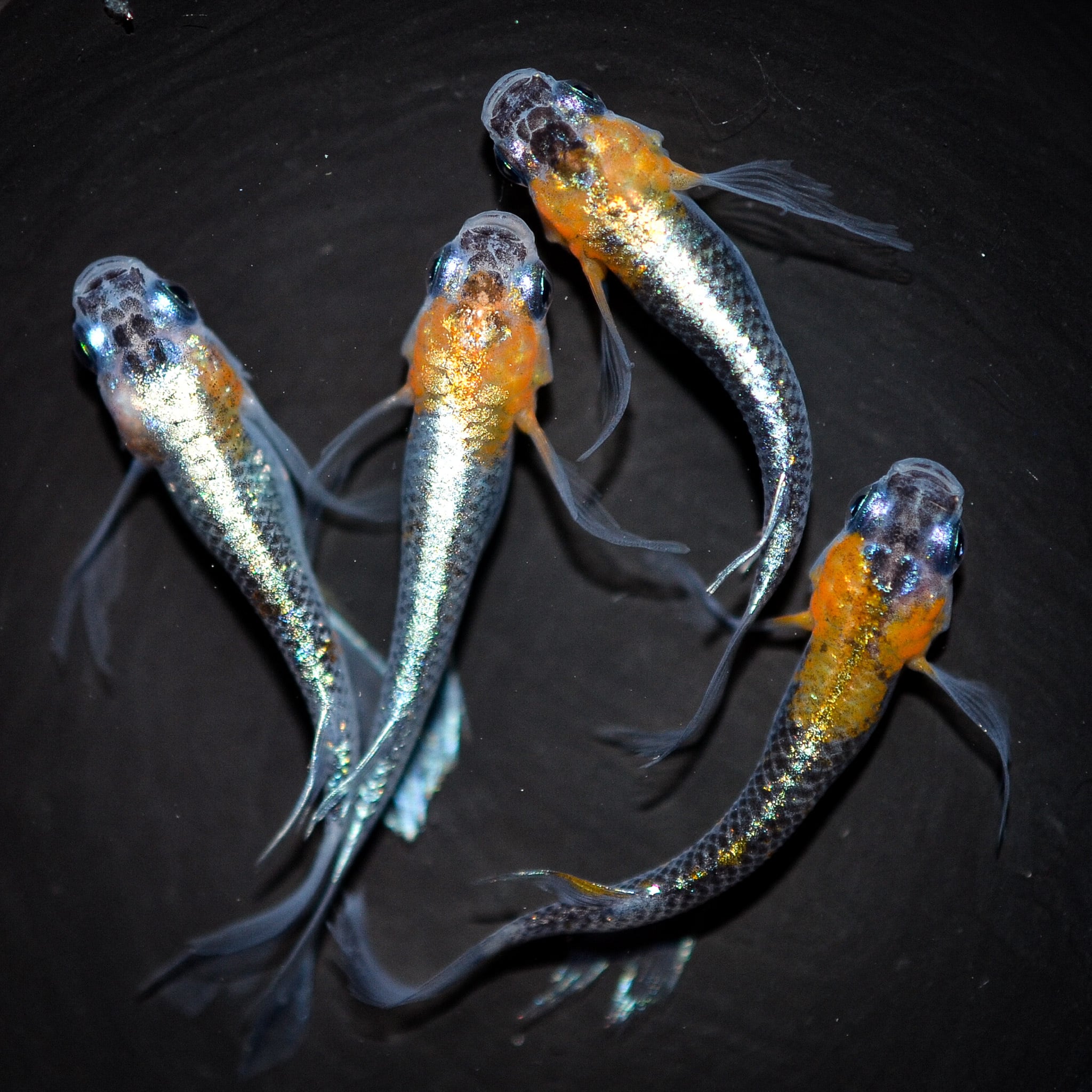 鈴木めだか】レーヴ 若魚6匹 ①