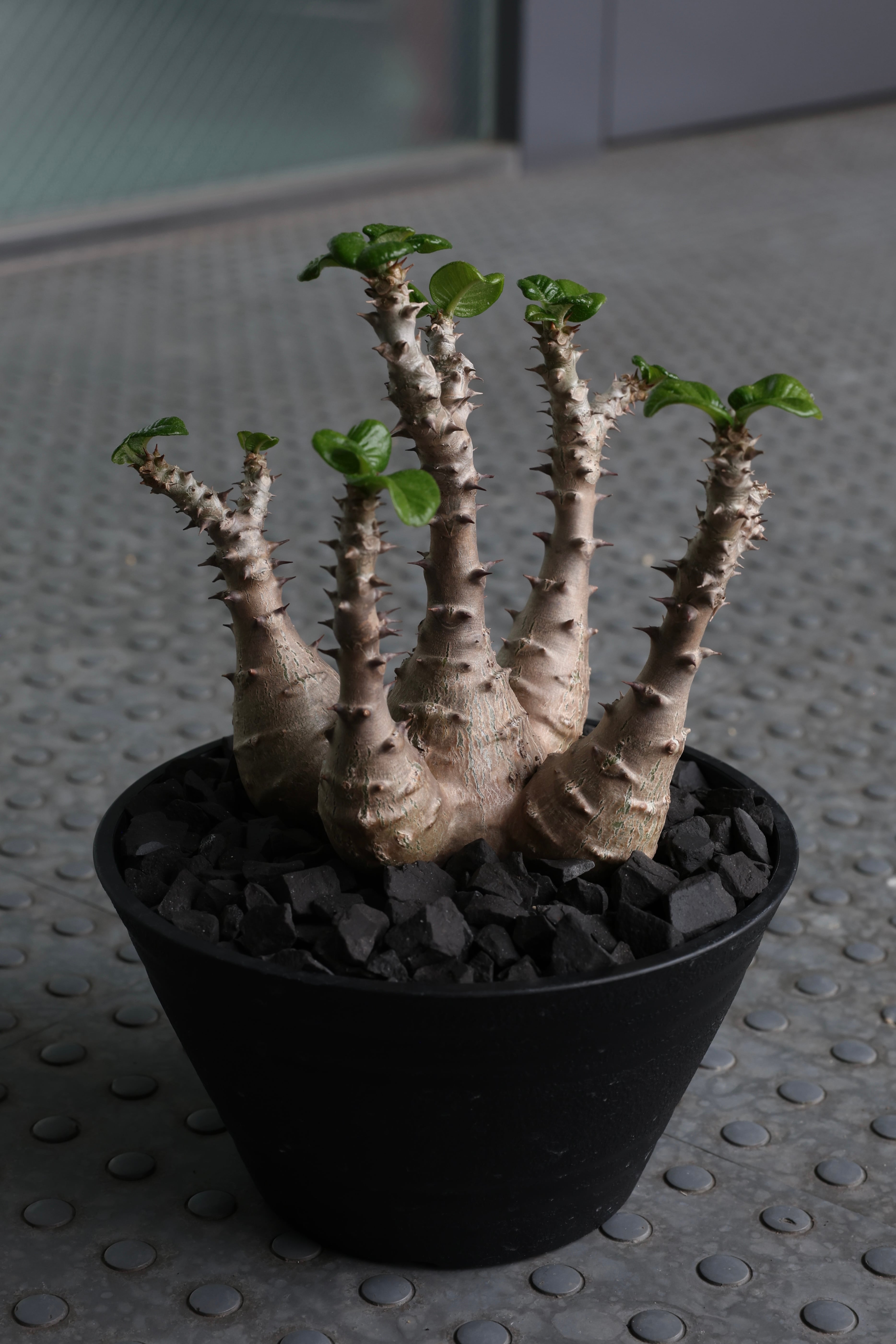 KAMUI PLANTS LABO