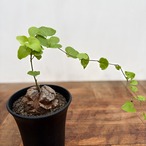 Dioscorea elephantipes【亀甲竜】