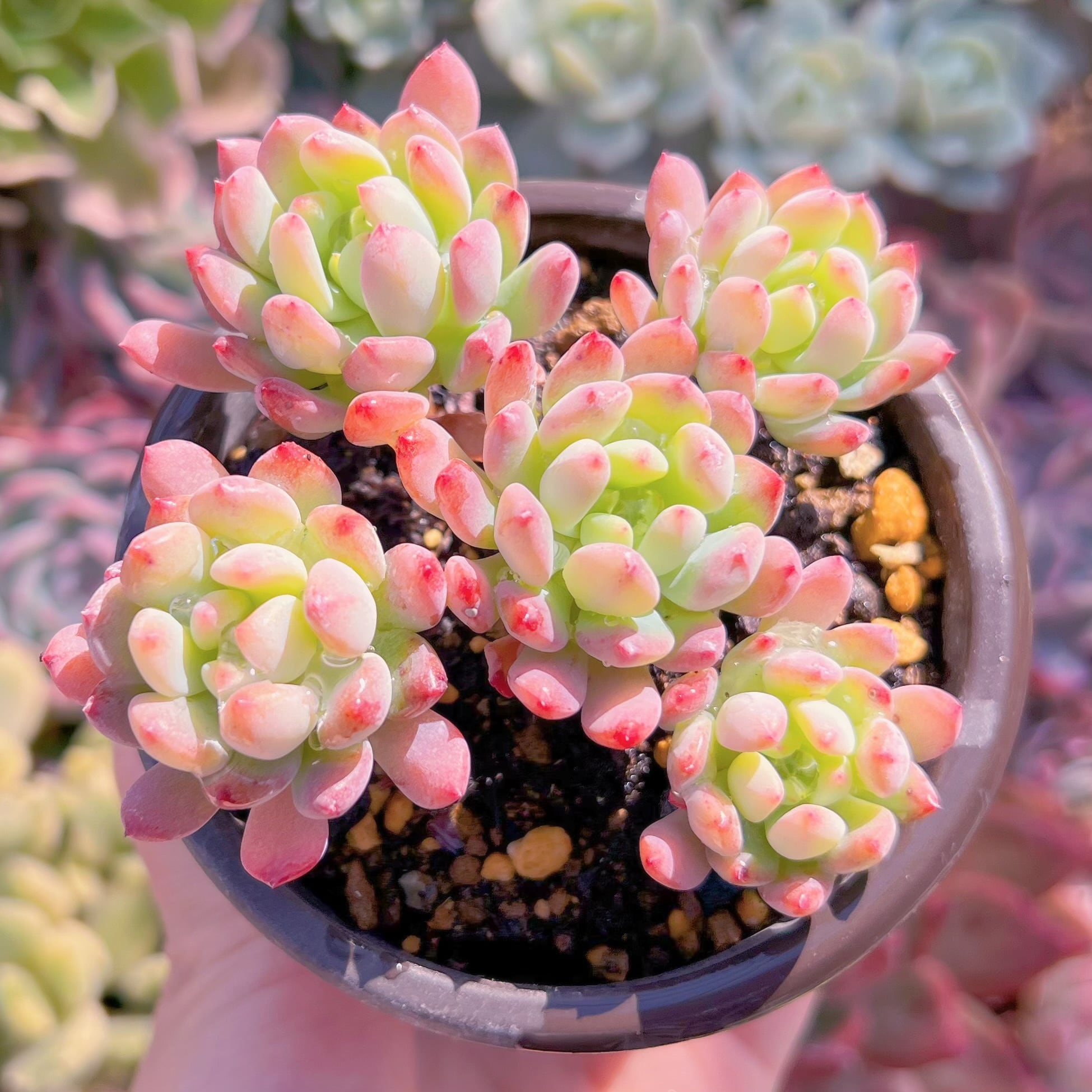 現品　ブルーエルフ#589　るる農園