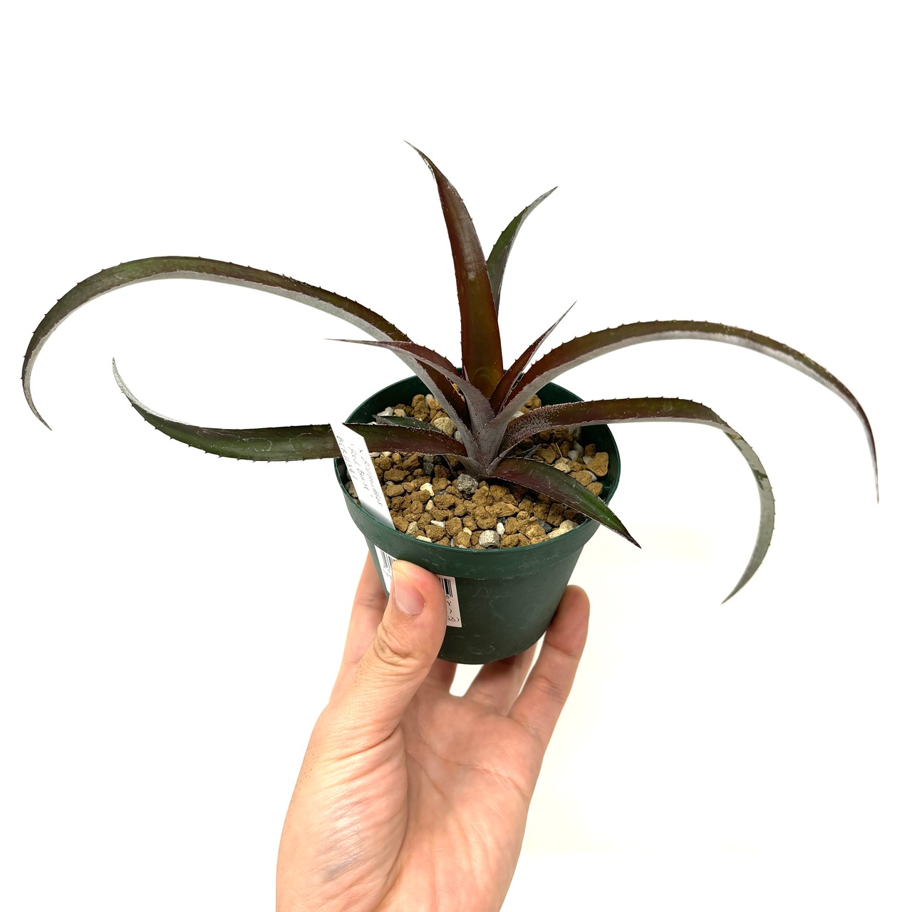 ビルタンサス x Billtanthus ‘Red Burst’ BCR11341【344】