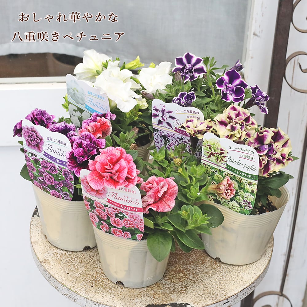 花苗 八重咲き ペチュニア フラメンコ ピスタチオ グレープ パフェ 3.5