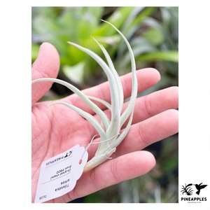 Tillandsia arhiza (in great shape)