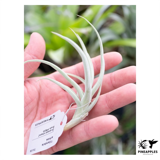 Tillandsia arhiza (in great shape)