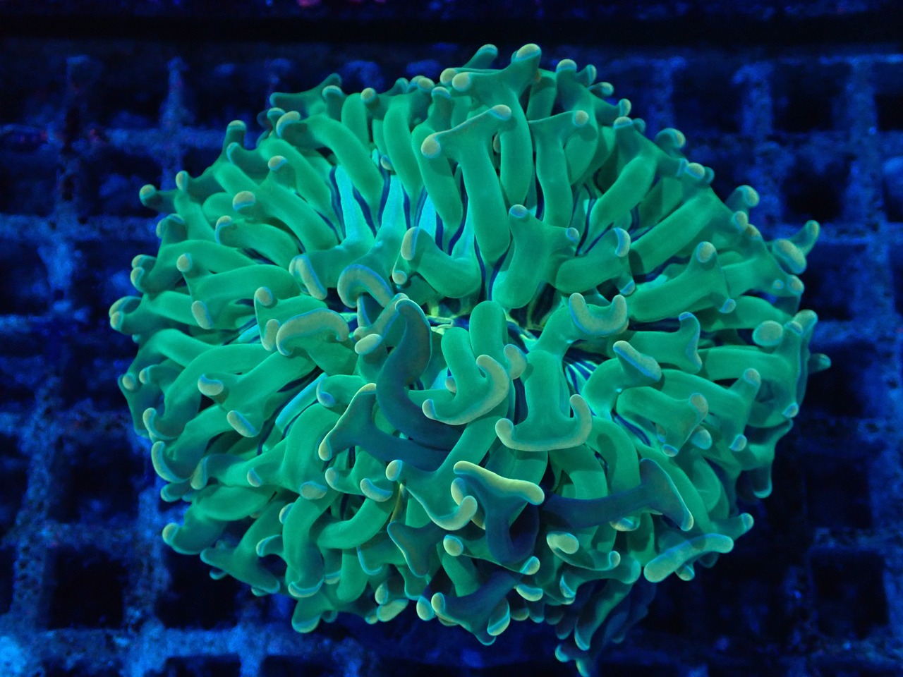 【一ヶ月熟成】Euphyllia Ancora 1