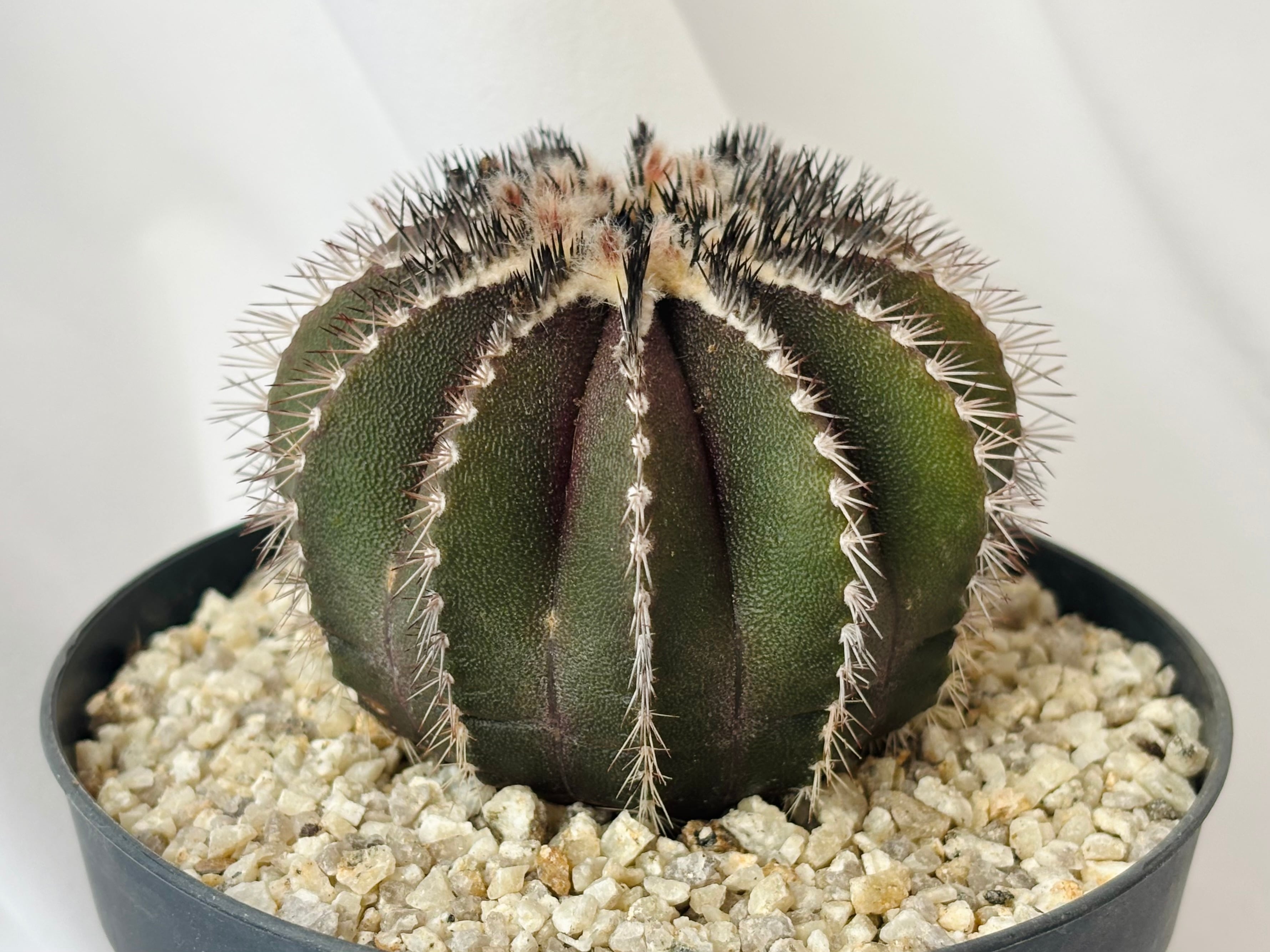 Uebelmmania pectinifera ユーベルマニア・ペクチニフェラ サボテン