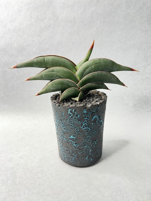 サンセベリア・ロリダ