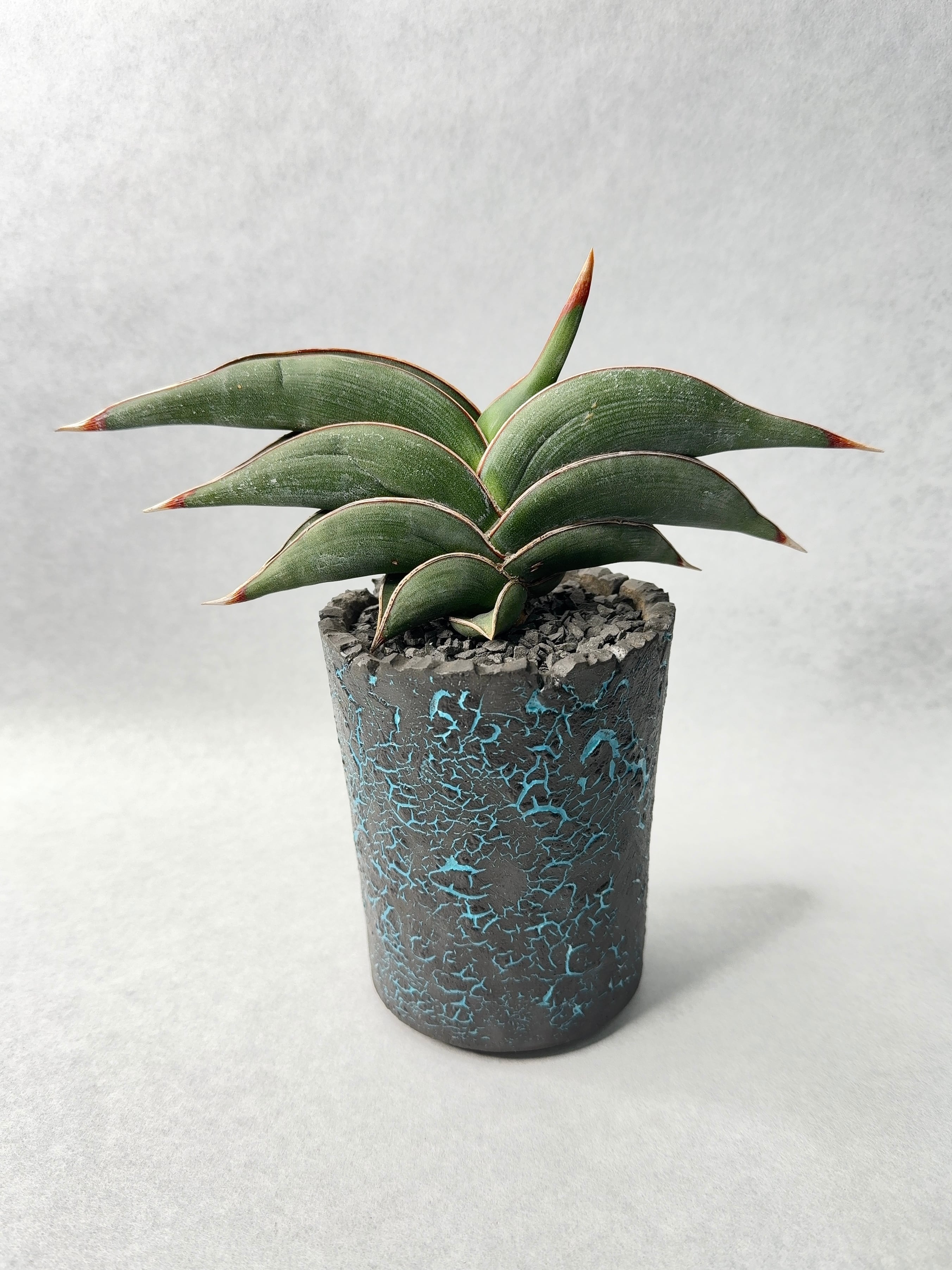 サンセベリア・ロリダ