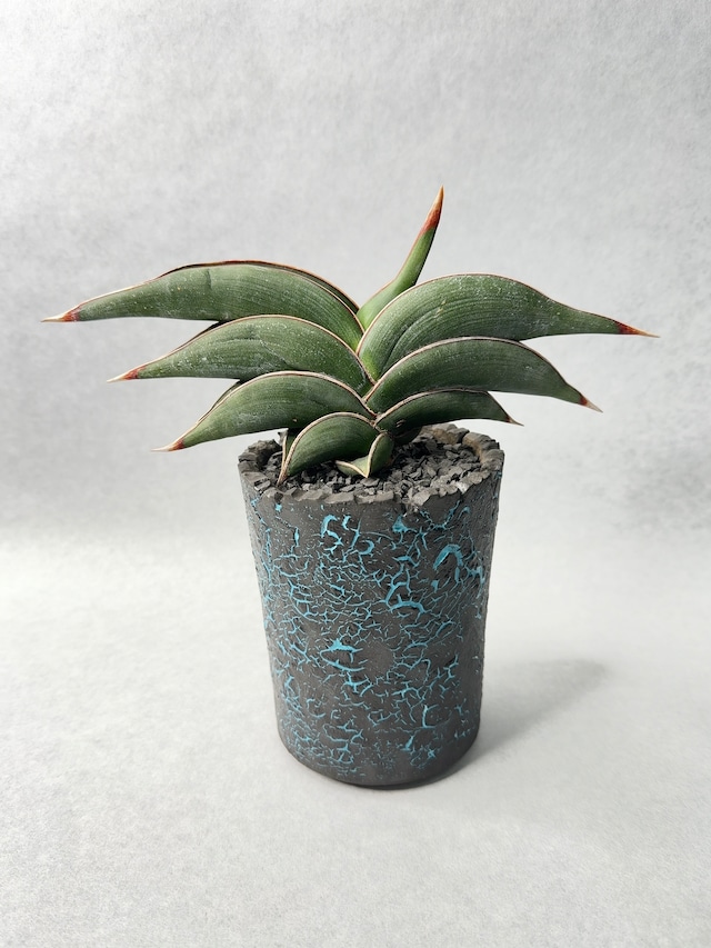 サンセベリア・ロリダ