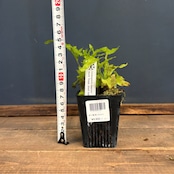 レカノプテリス balgooyi【577】