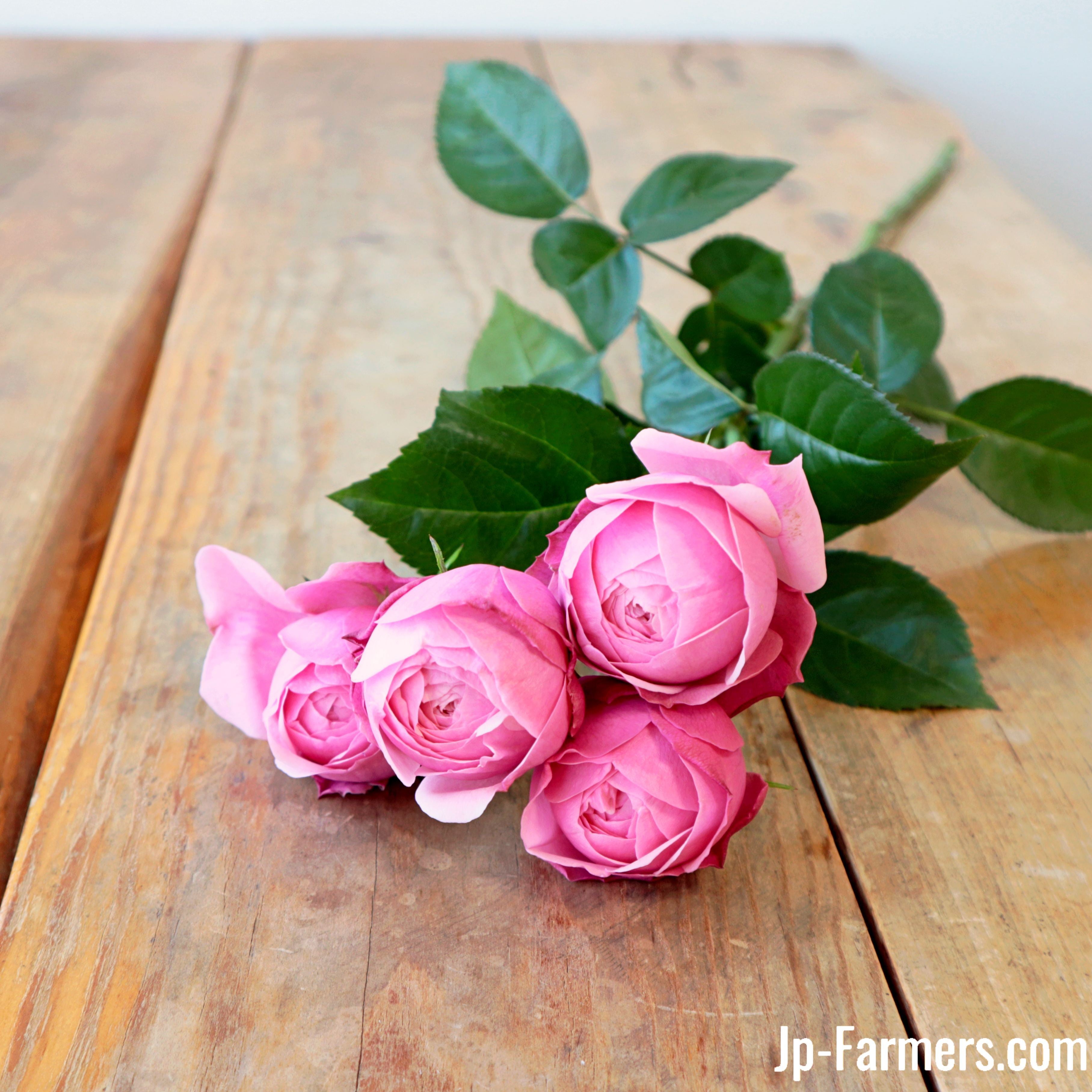 神田ばら園 10本 ☆SPバラ品種名： シルバピンク | 新鮮お花問屋 Jp