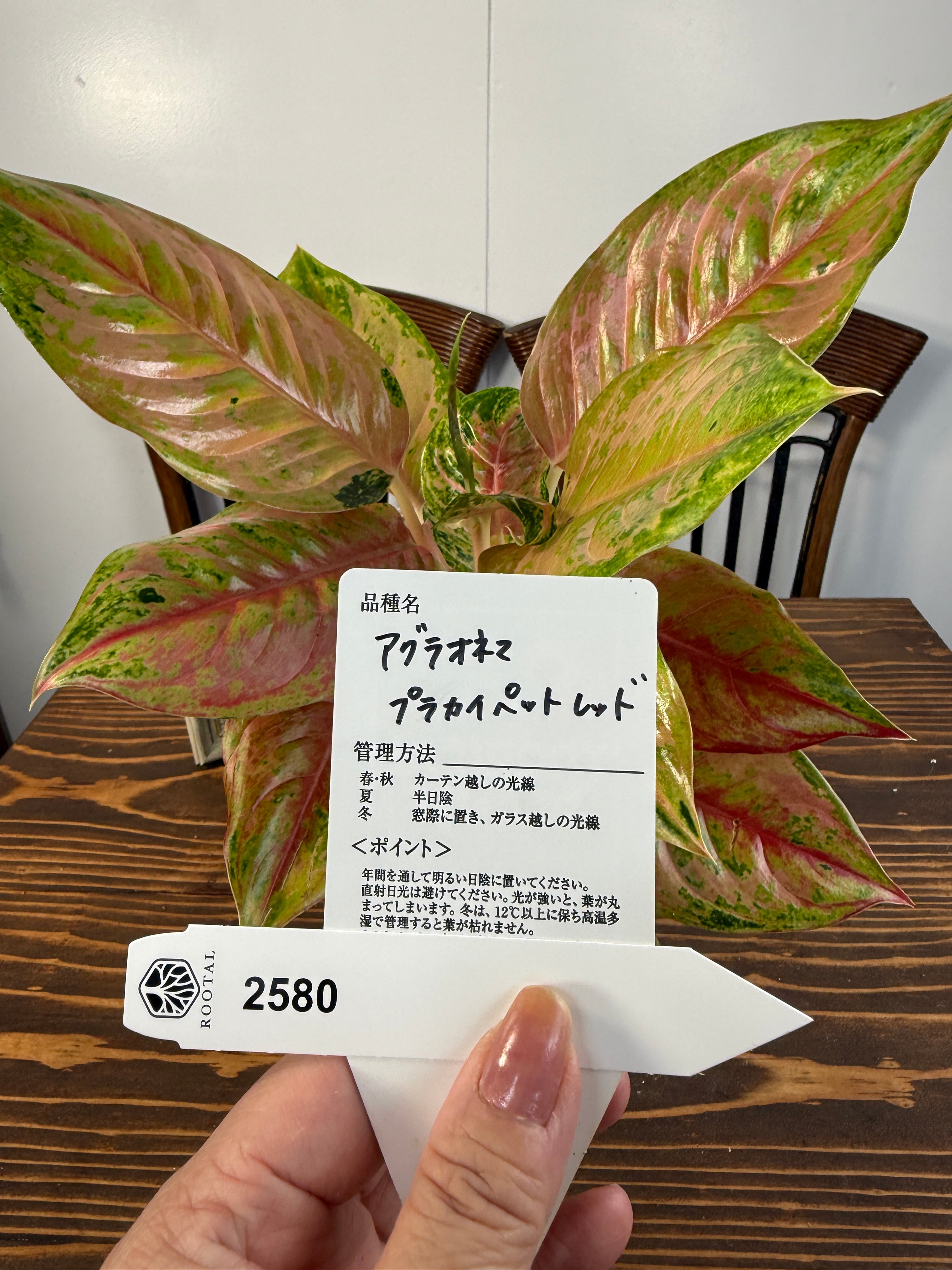 ★2580【淡桃に、みどり舞う】アグラオネマ プラカイペットレッド(3.5号硬質ロングポット)