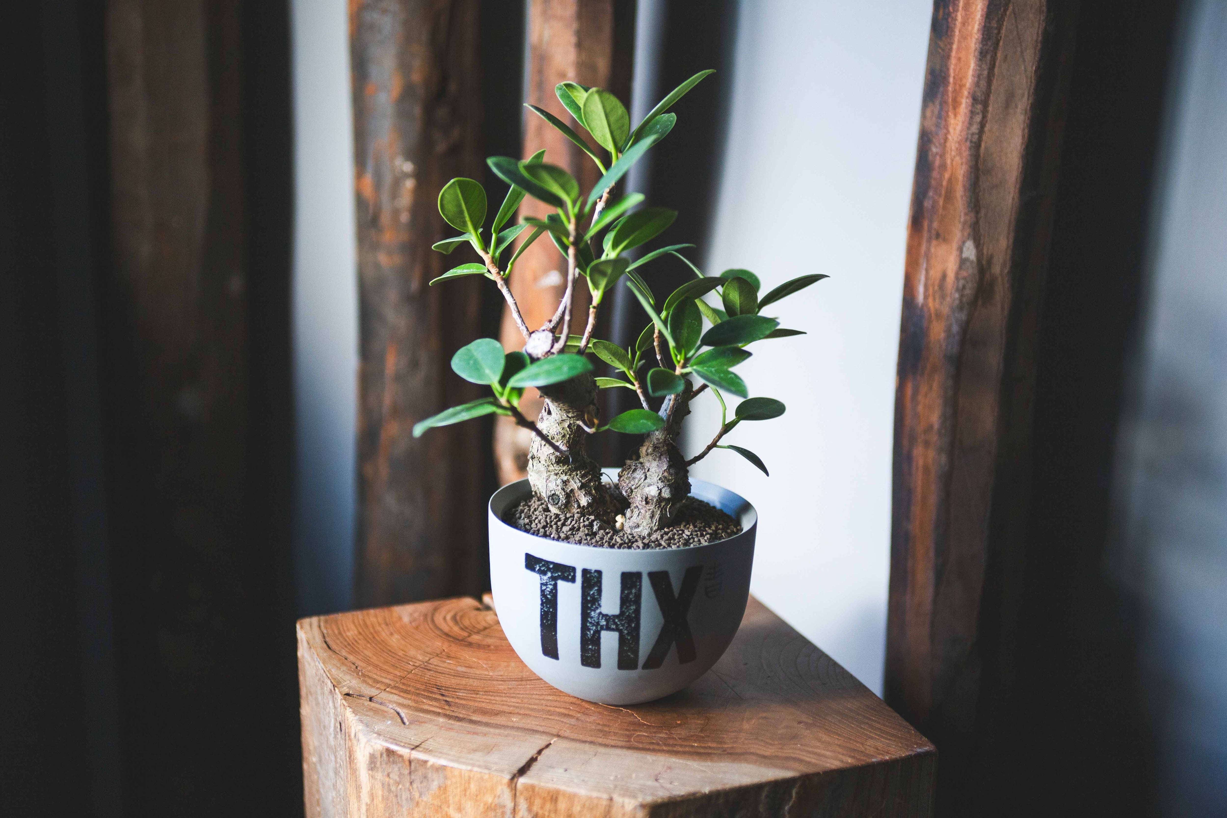 盆栽 | 青坊主-aobouzu-