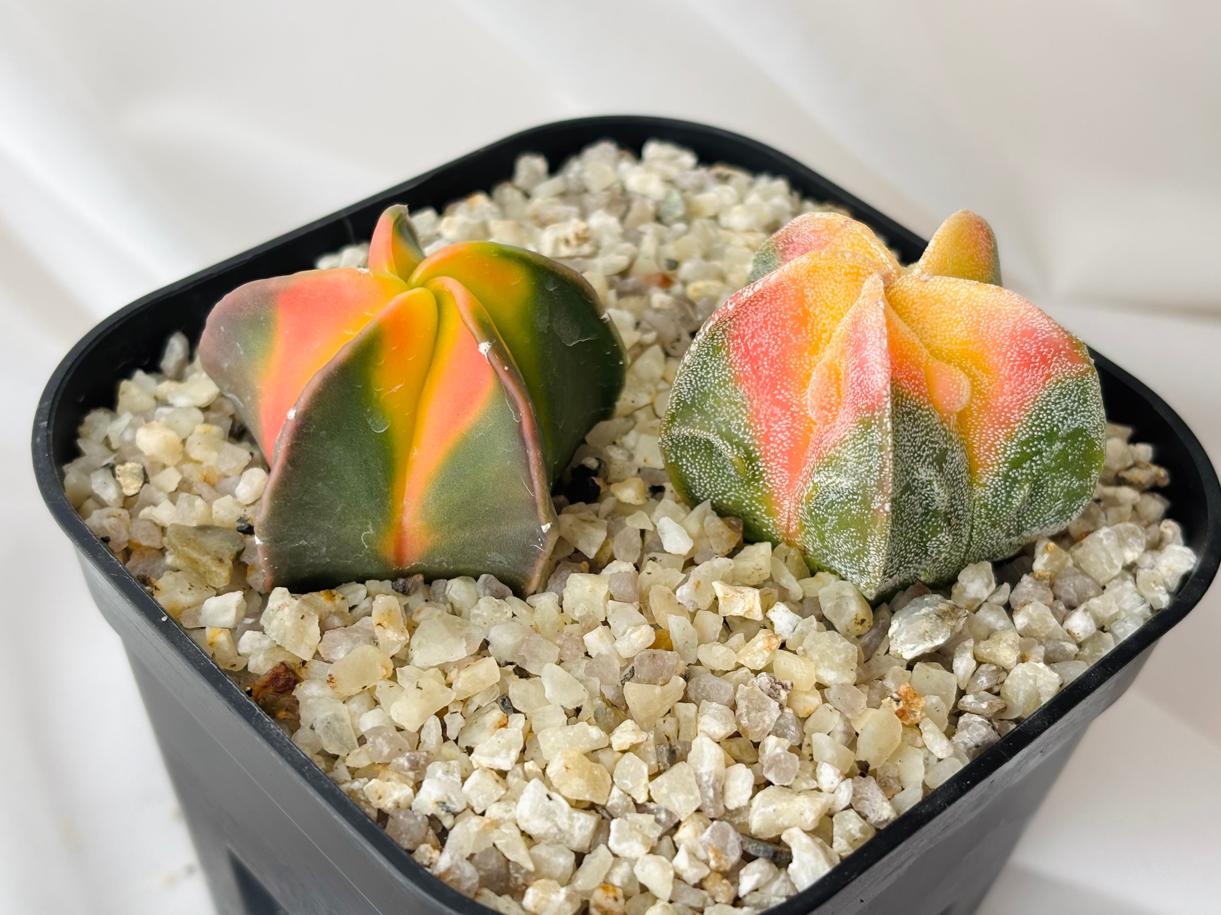 Astrophytum myriostigma アストロフィツム 紅葉ヘキラン 紅葉碧瑠璃