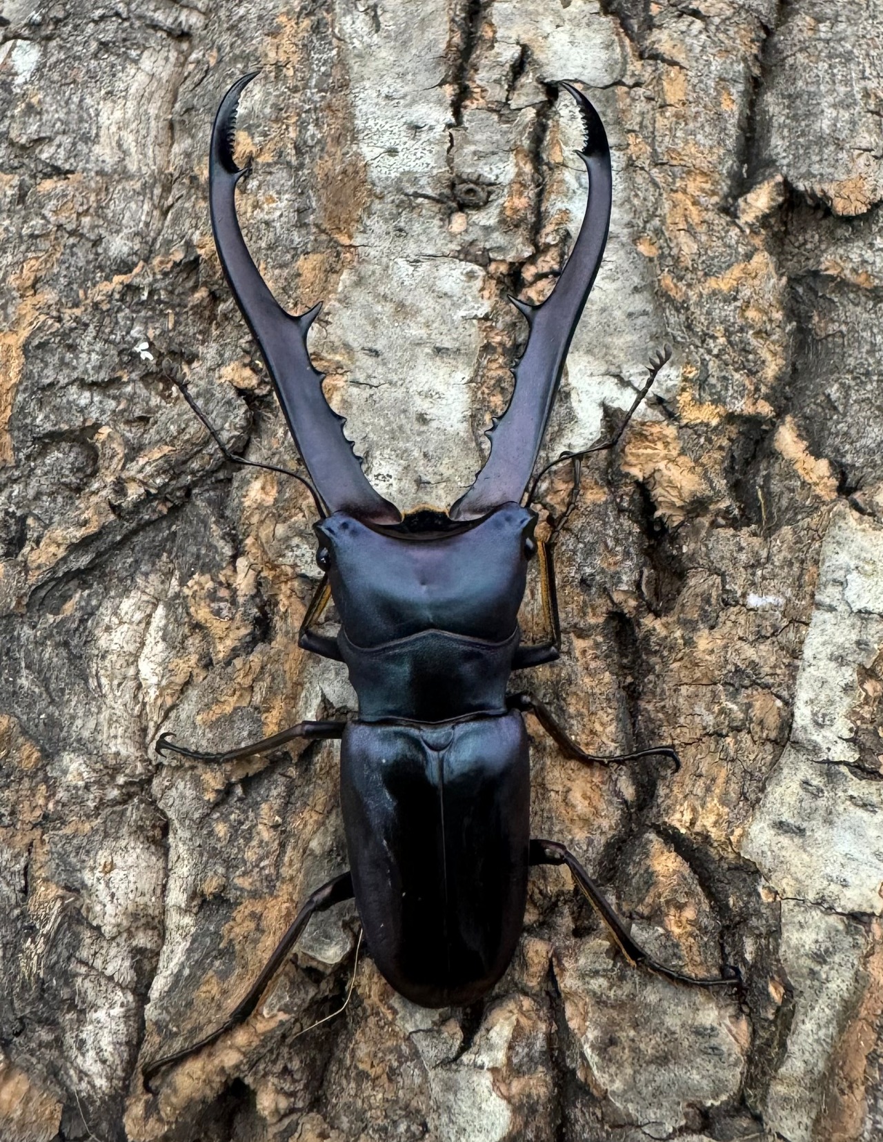 【美麗】即ブリ《メタリフェルホソアカ 75mm ペア》わたくわ氏ブリード個体