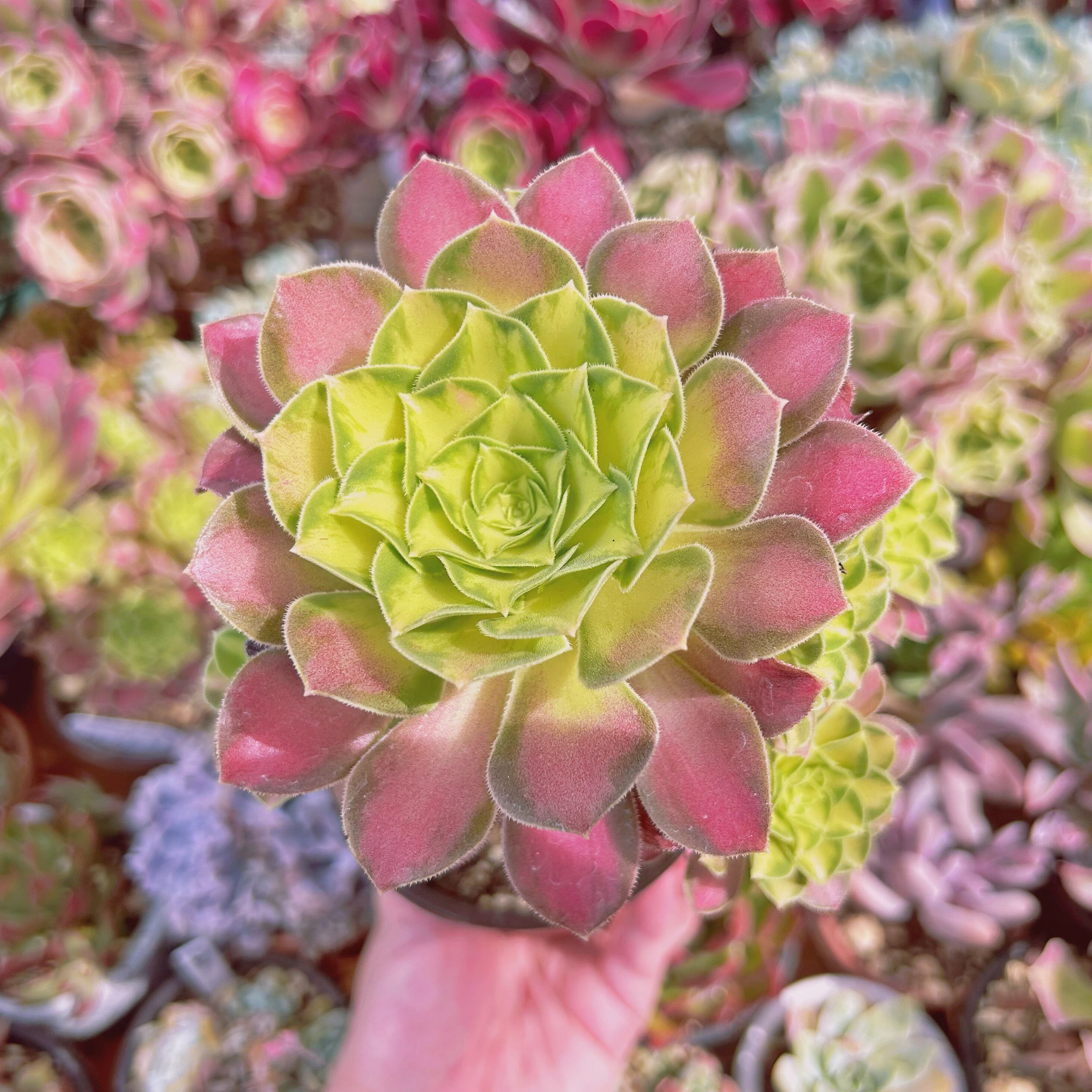 現物　多肉植物　パラダイス　特大