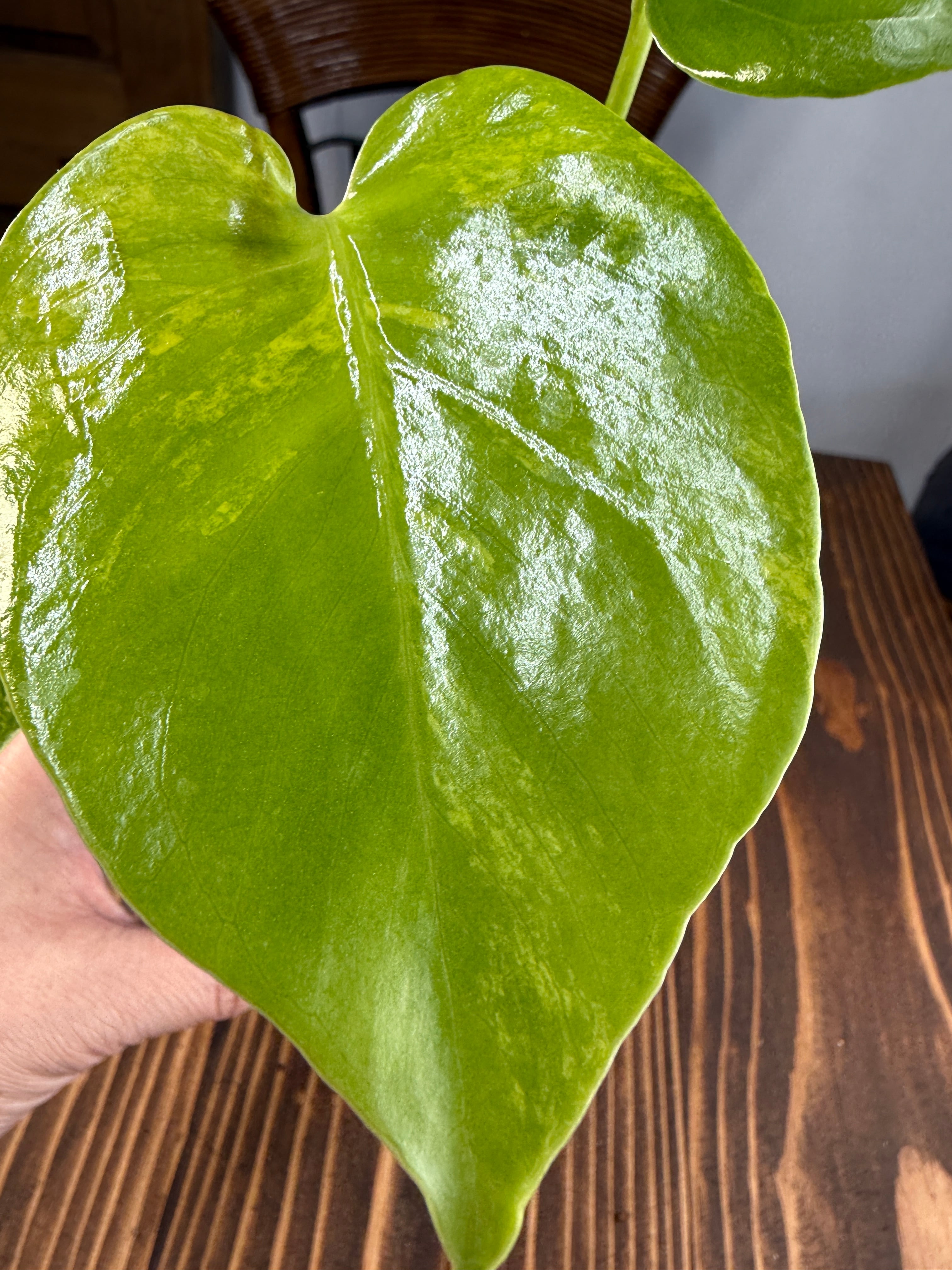 ☆1966【輝かしい斑・美株】モンステラ デリシオーサイエローマリリン