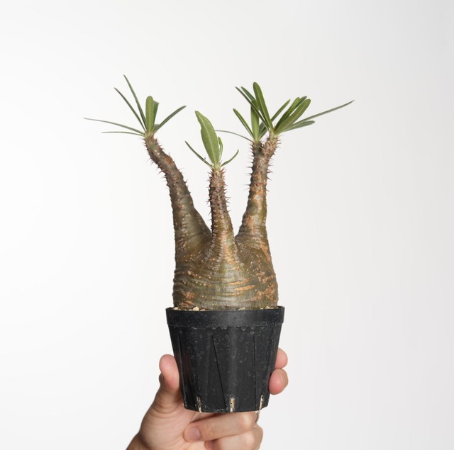 パキポディウム グラキリス no.33〈発根済み〉