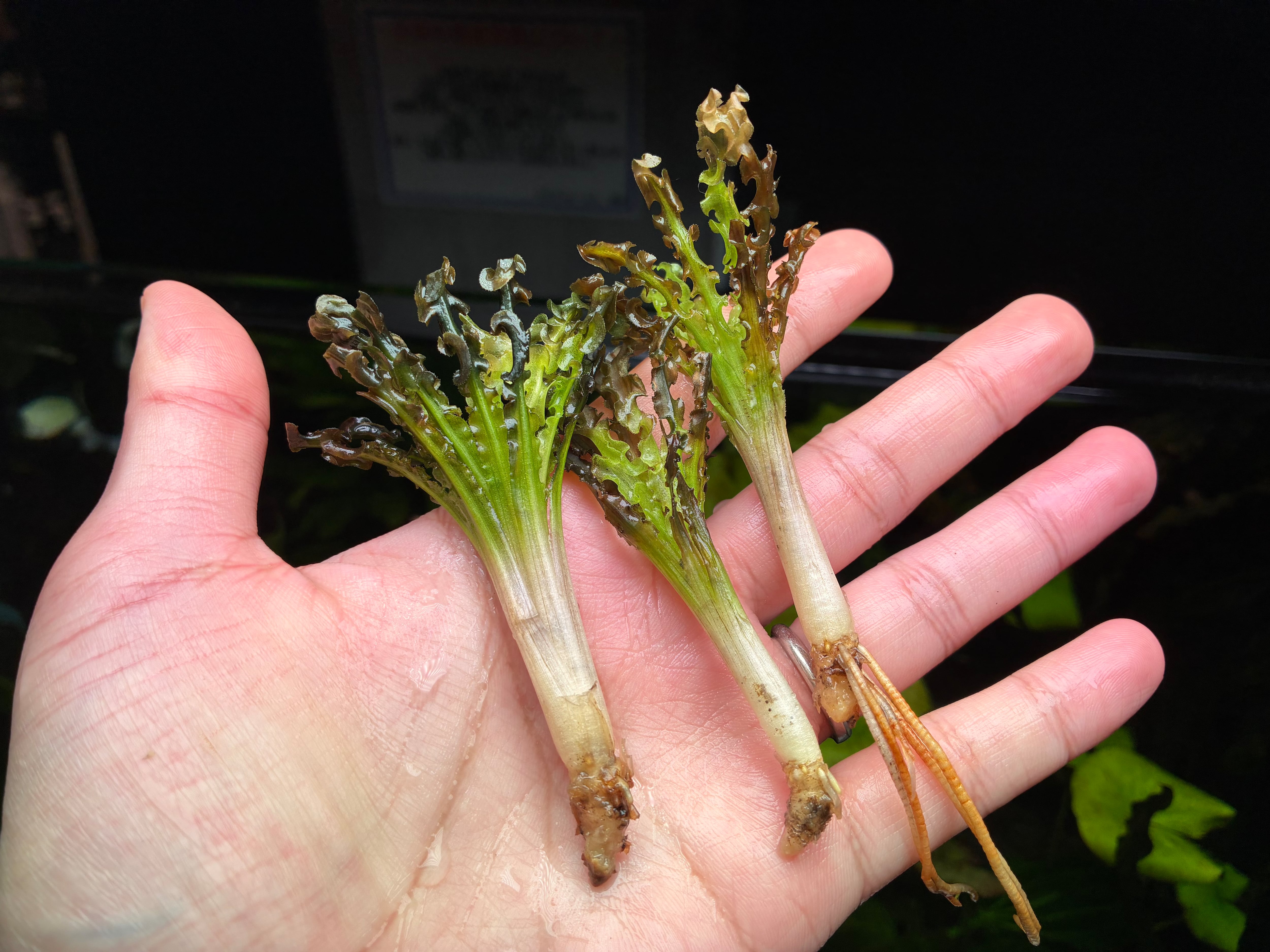 水草 kt 水草・観葉植物 | AquaFocus