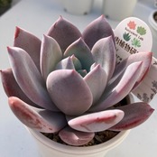 【現物商品】ブランディティ x ラウイ