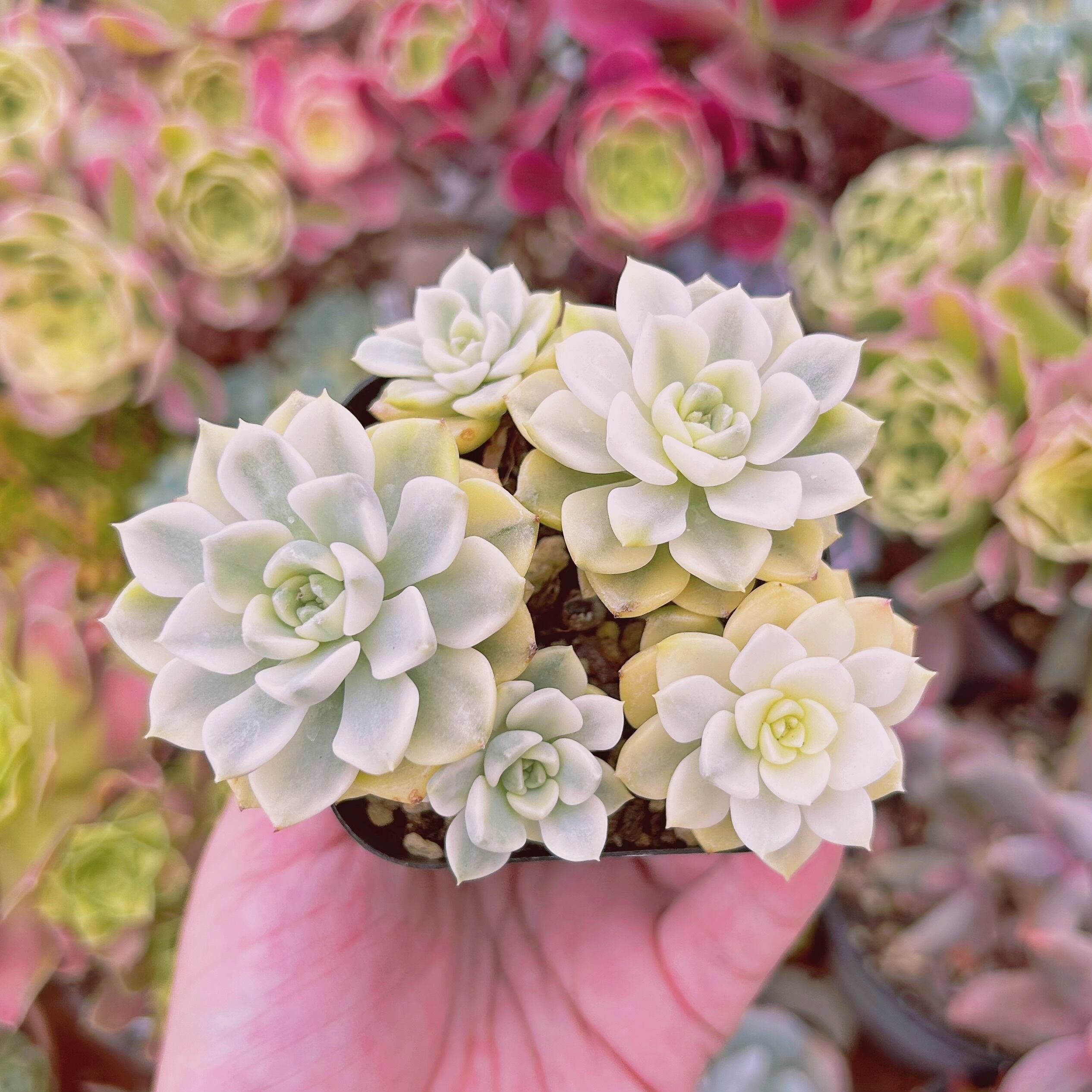 #834現物　多肉植物　ベビードール錦　抜き苗