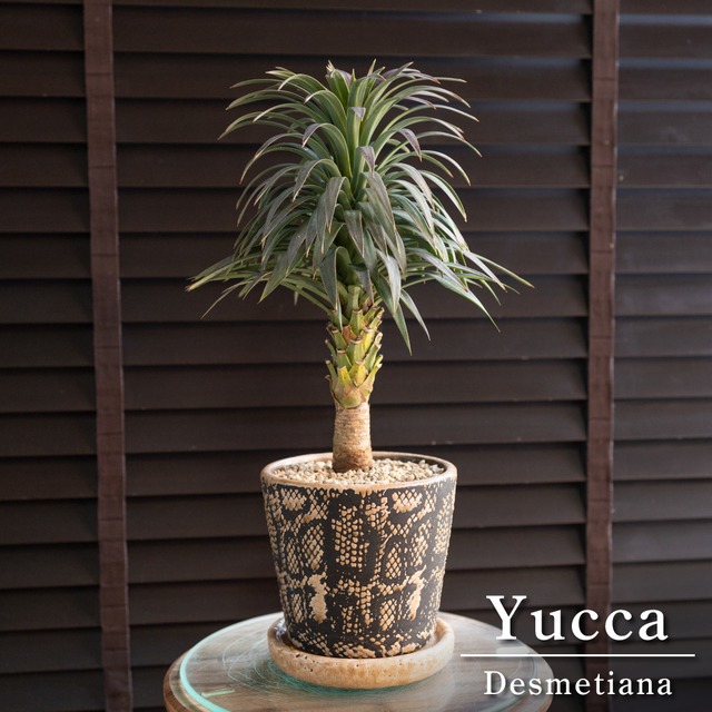 ユッカ デスメティアーナ 胴切り ブランチ 3号 信楽焼 陶器鉢 Yucca Desmetiana 0515BL