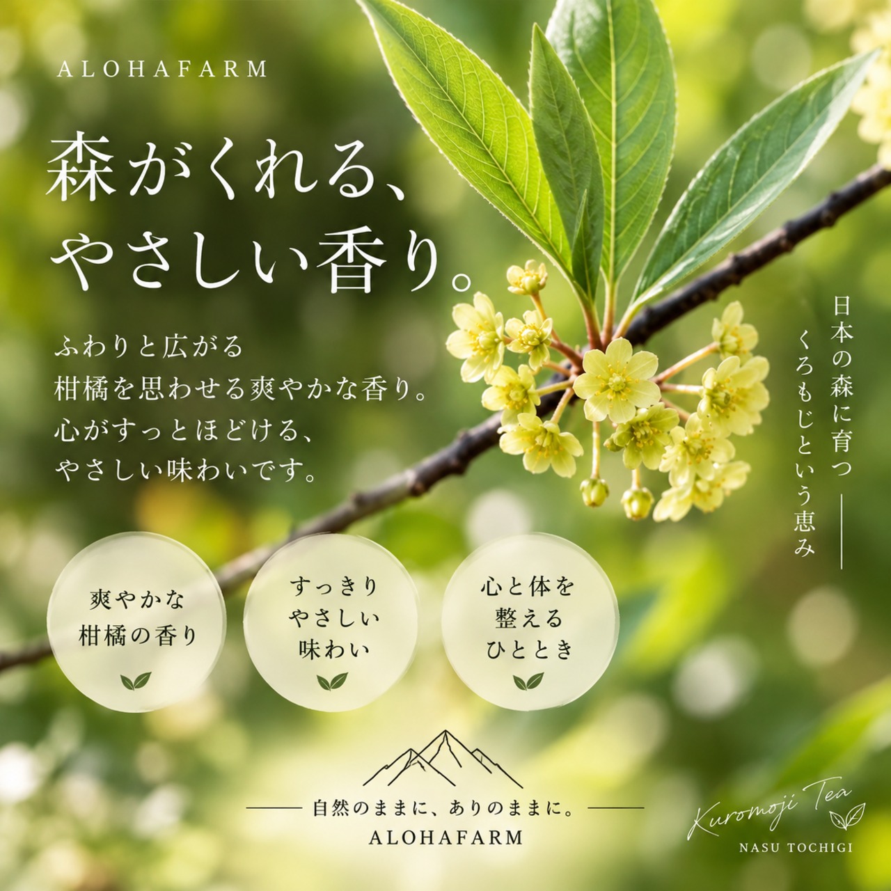 那須町産 くろもじ茶 8パック入り 黒文字茶 クロモジ茶 ティーパック