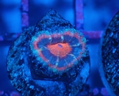 Loadhowensis Baby  "Red" 14